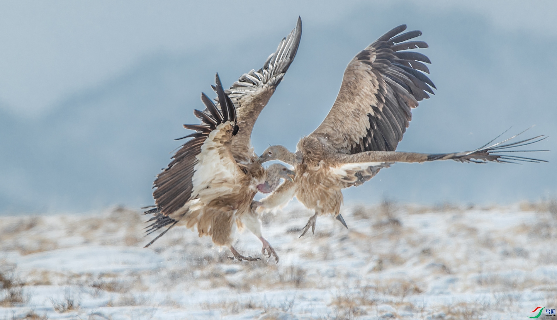 打架(贺获鸟类精华)