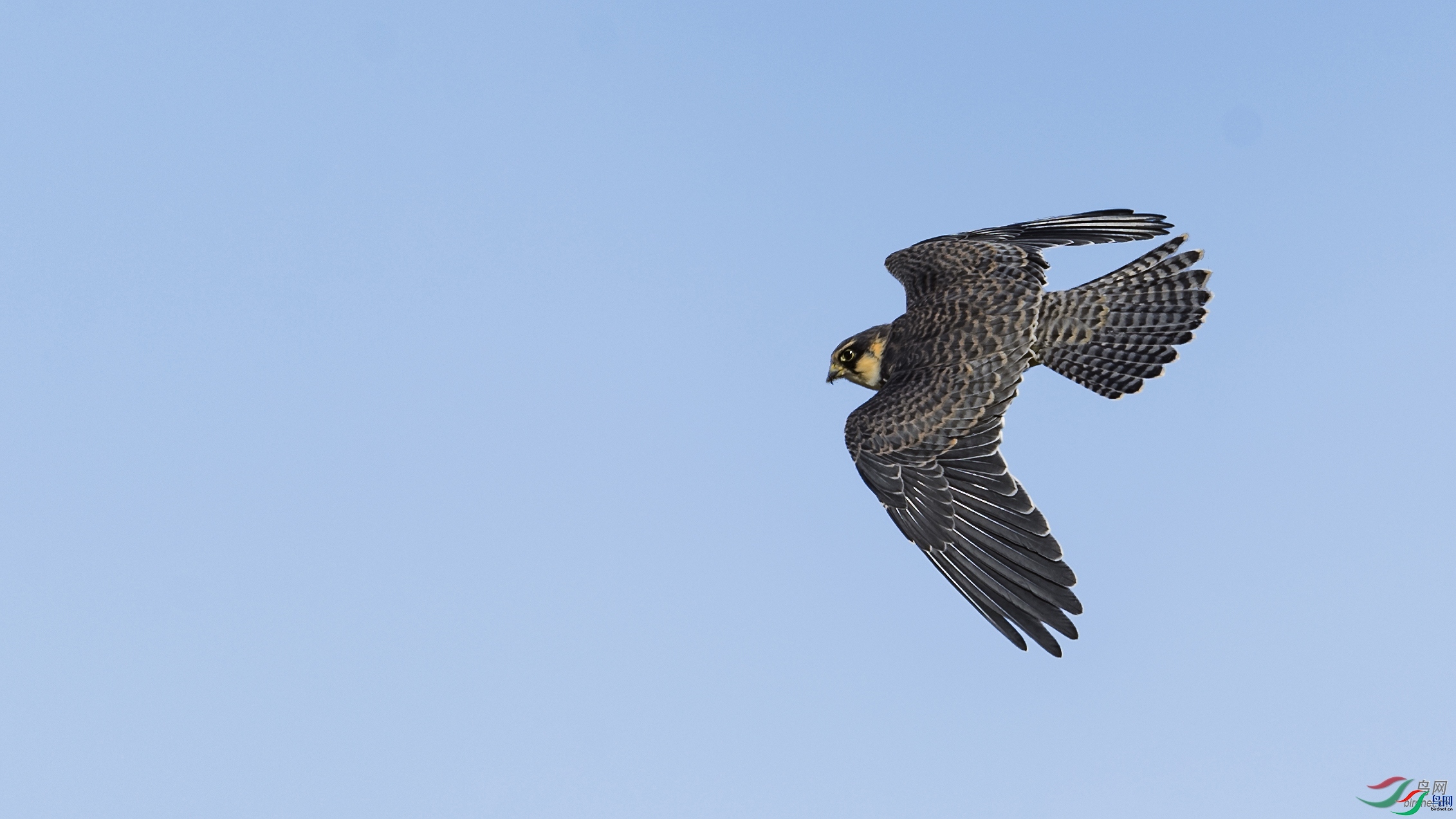 �����Ϸ�  ��ʦ�����ڰ�������ľ.jpg