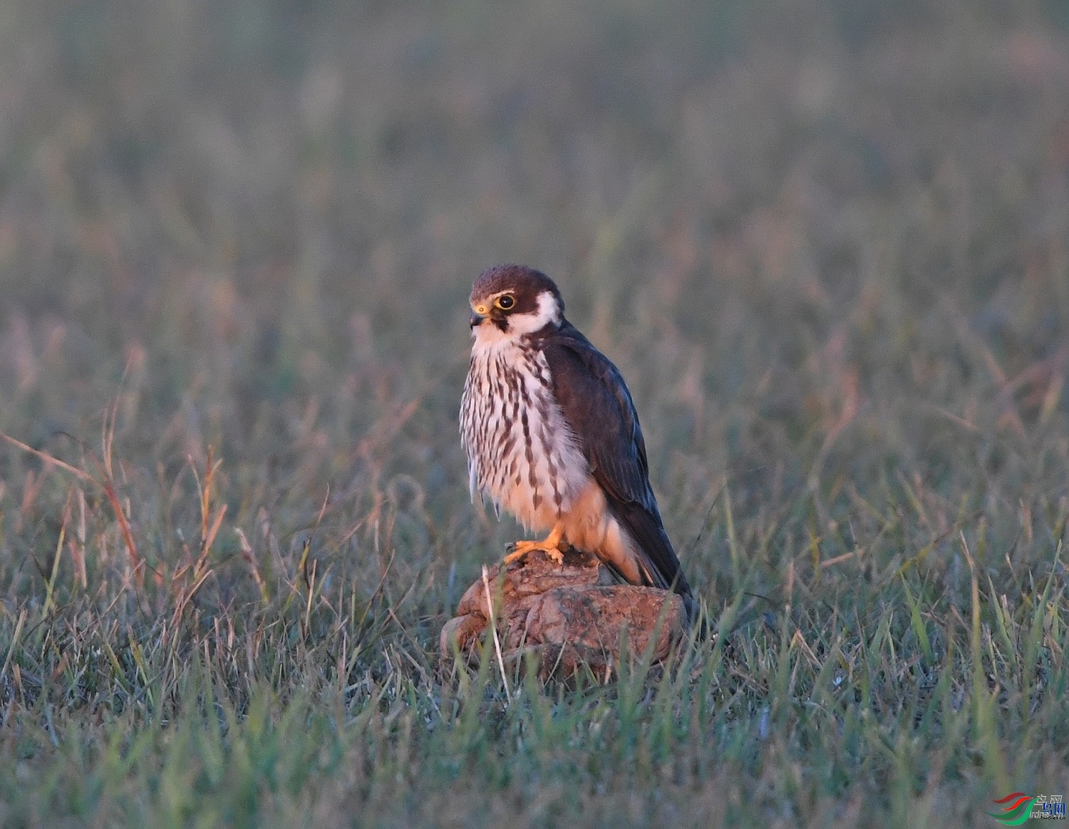 ����ϸ��  ��ʦ�������½�**�����������ǵ��� ������0.jpg