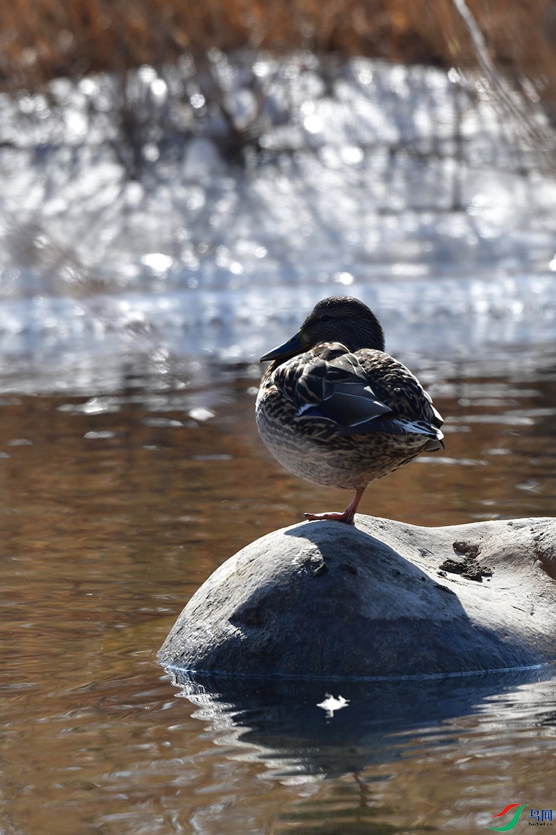 DSC_2971.jpg