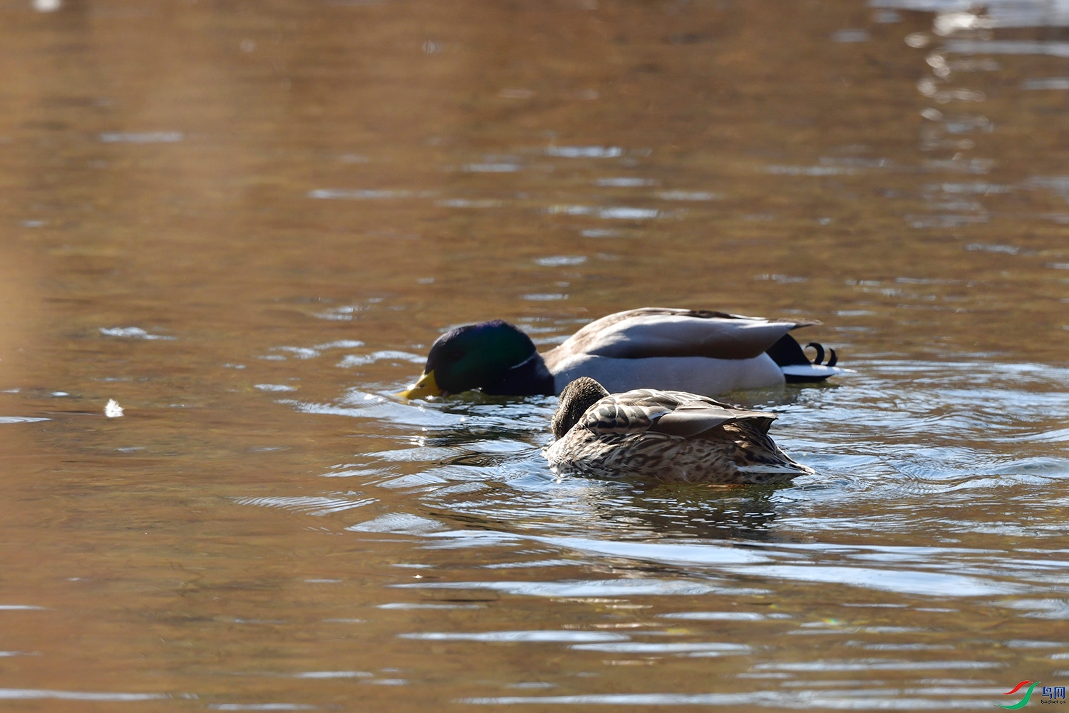 DSC_2973.jpg
