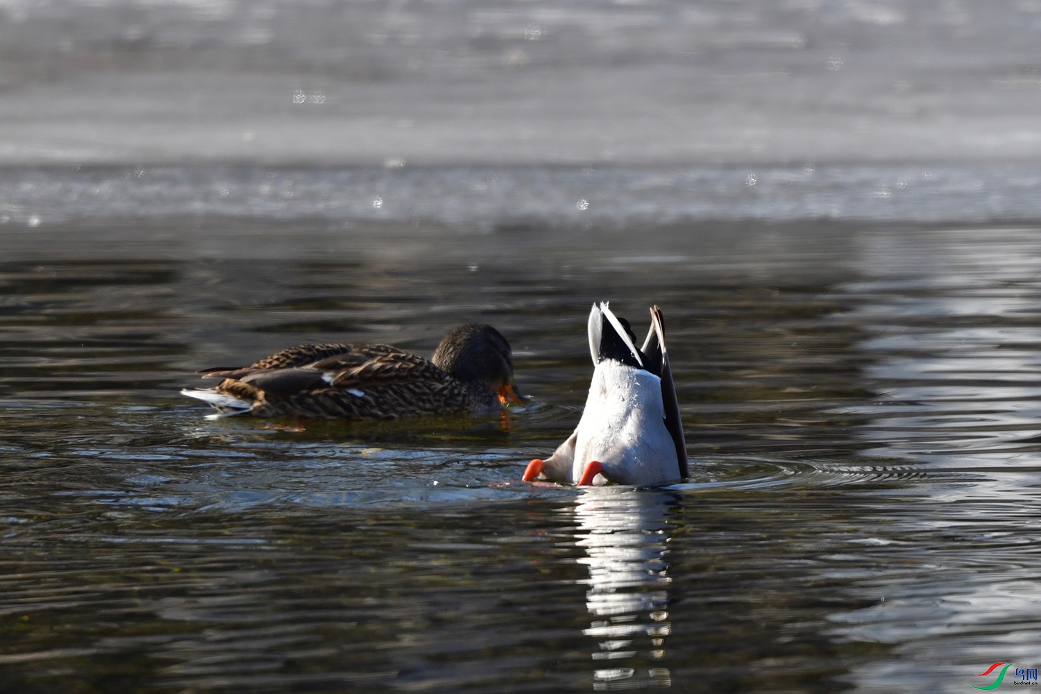 DSC_3031.jpg