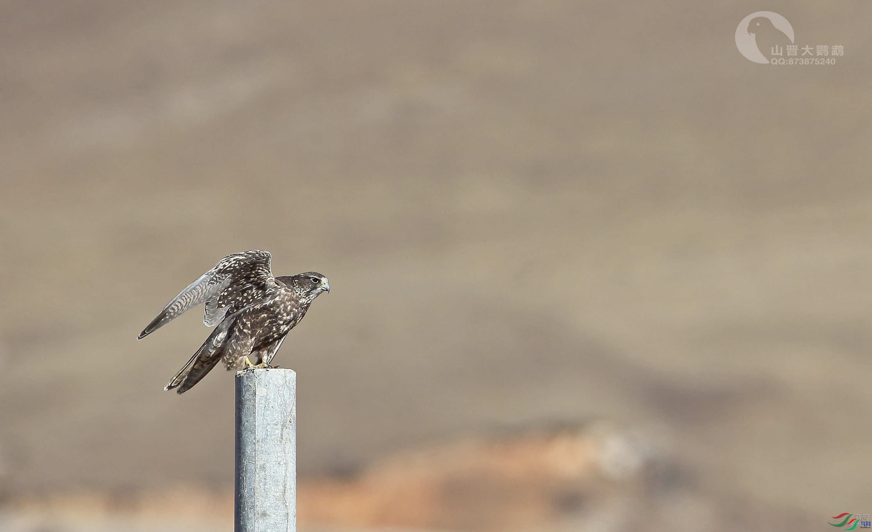 ɽ��������  ��ʦ�������ຣʡ�������������.jpg