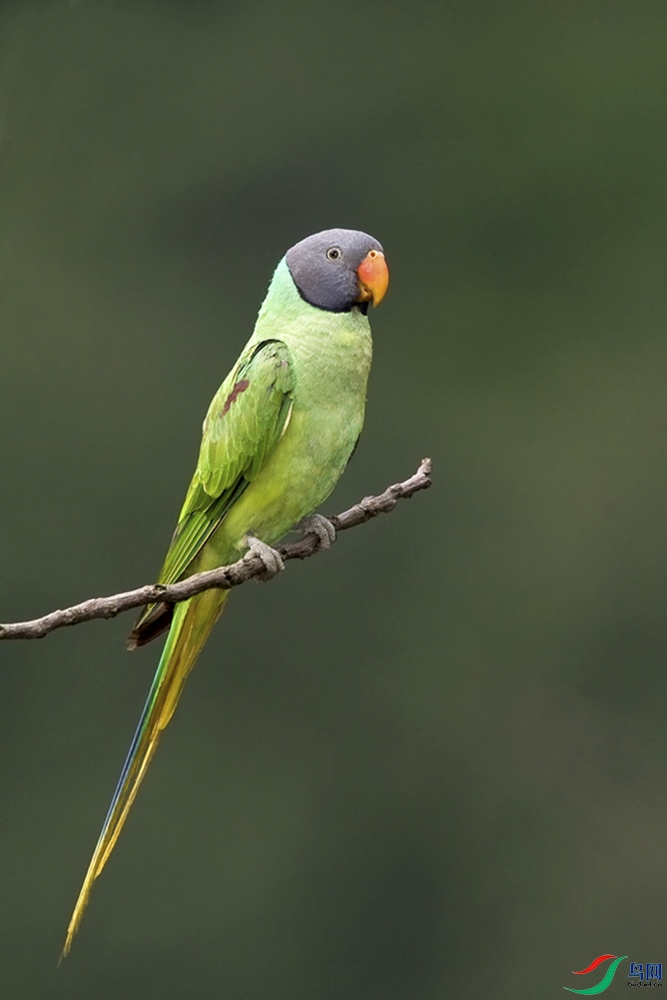 30-��ͷ���� Deepak Dewan.JPG