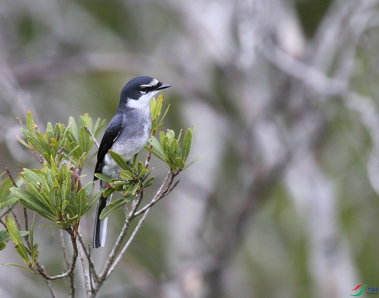 40-����ɽ���BRose Minivet.JPG
