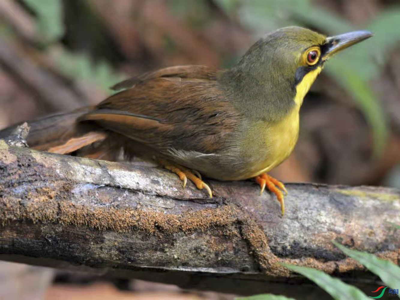 57 �������̣��������̣�-Tanmoy Ghosh.JPG