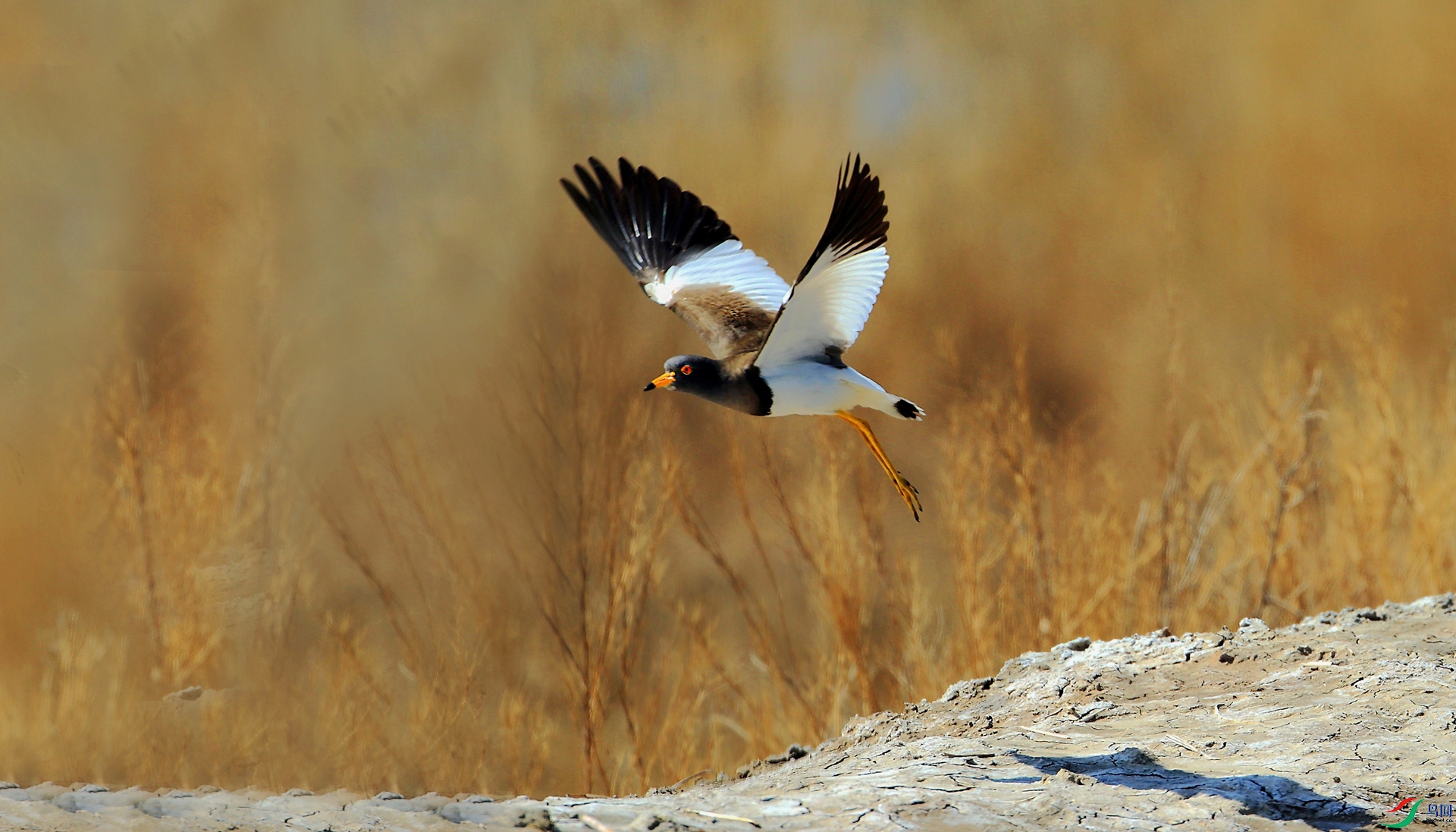 BW4Q5839 - ���� - ���� - ���� (3).JPG