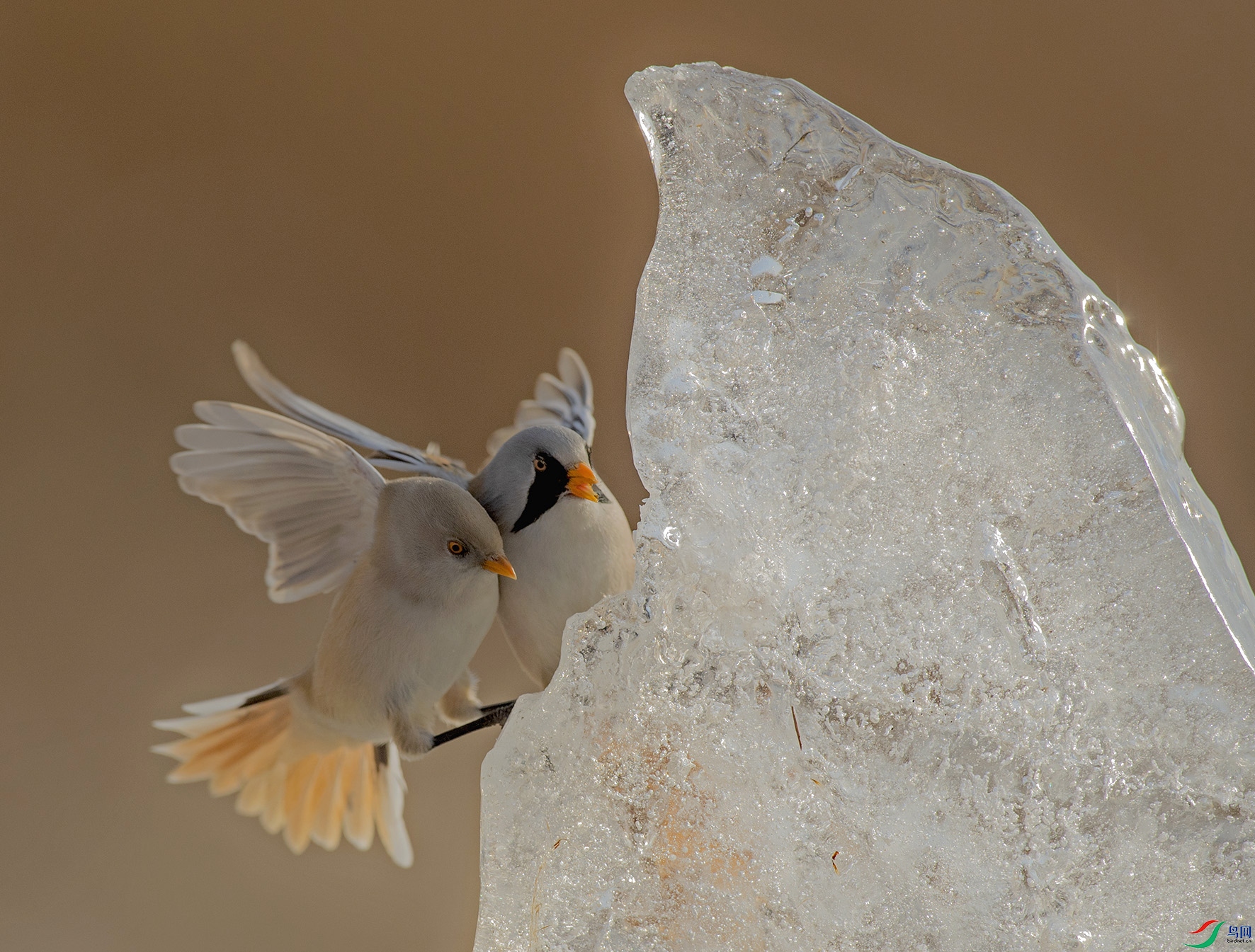 DSC_6835g.jpg