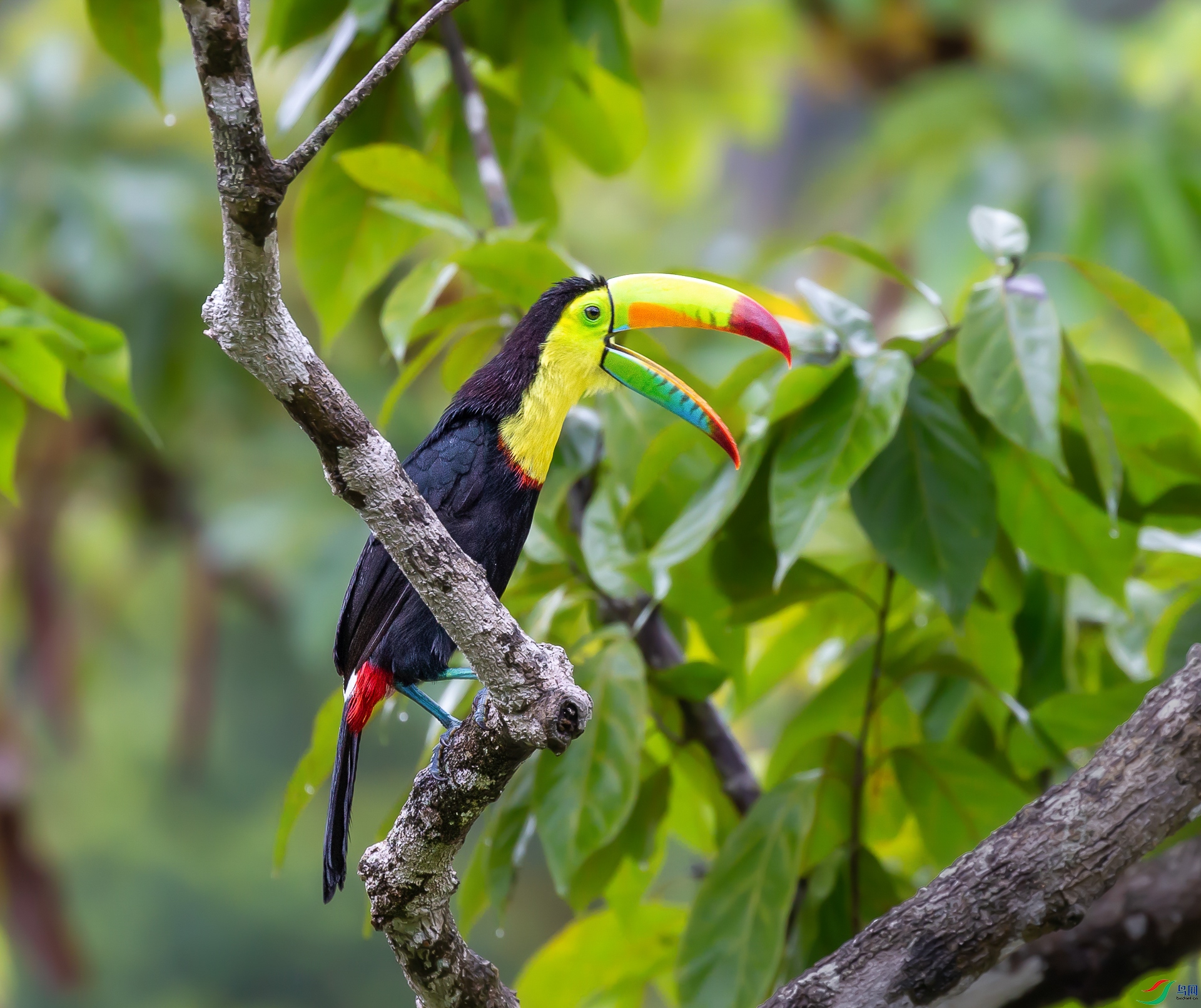 呐喊——彩虹巨嘴鸟
