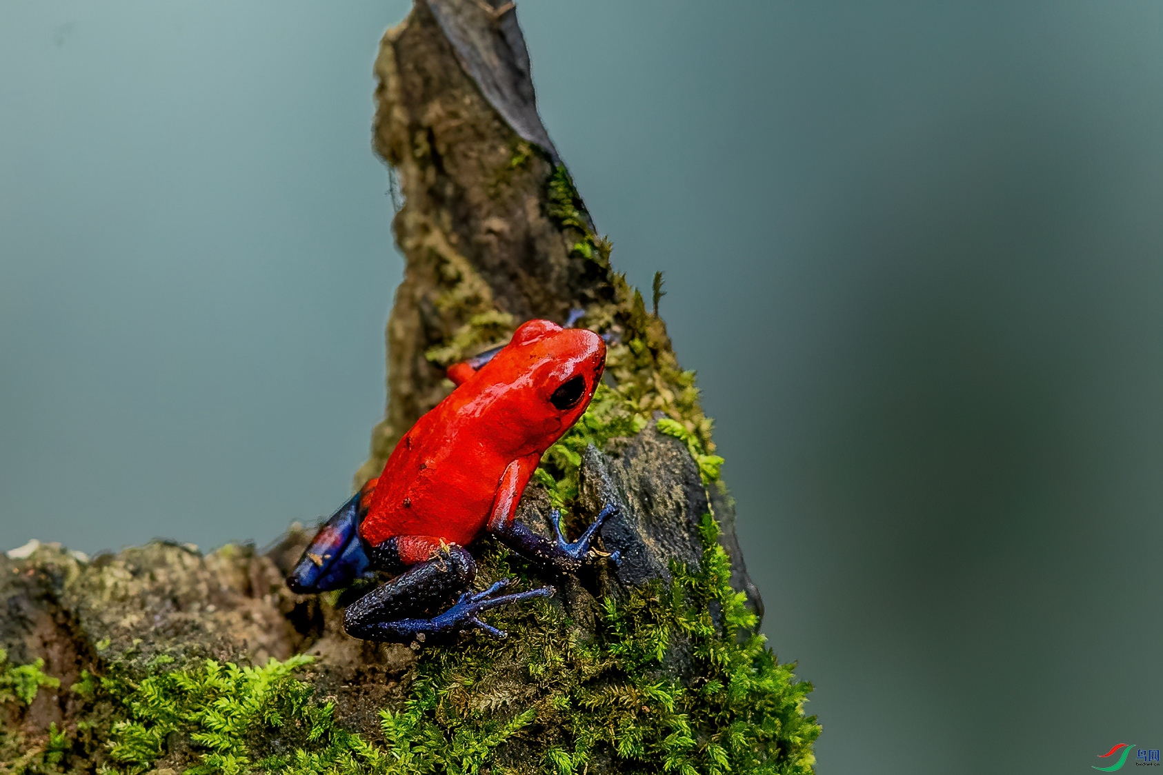 草莓箭毒蛙贺获野生动物版本版佳作
