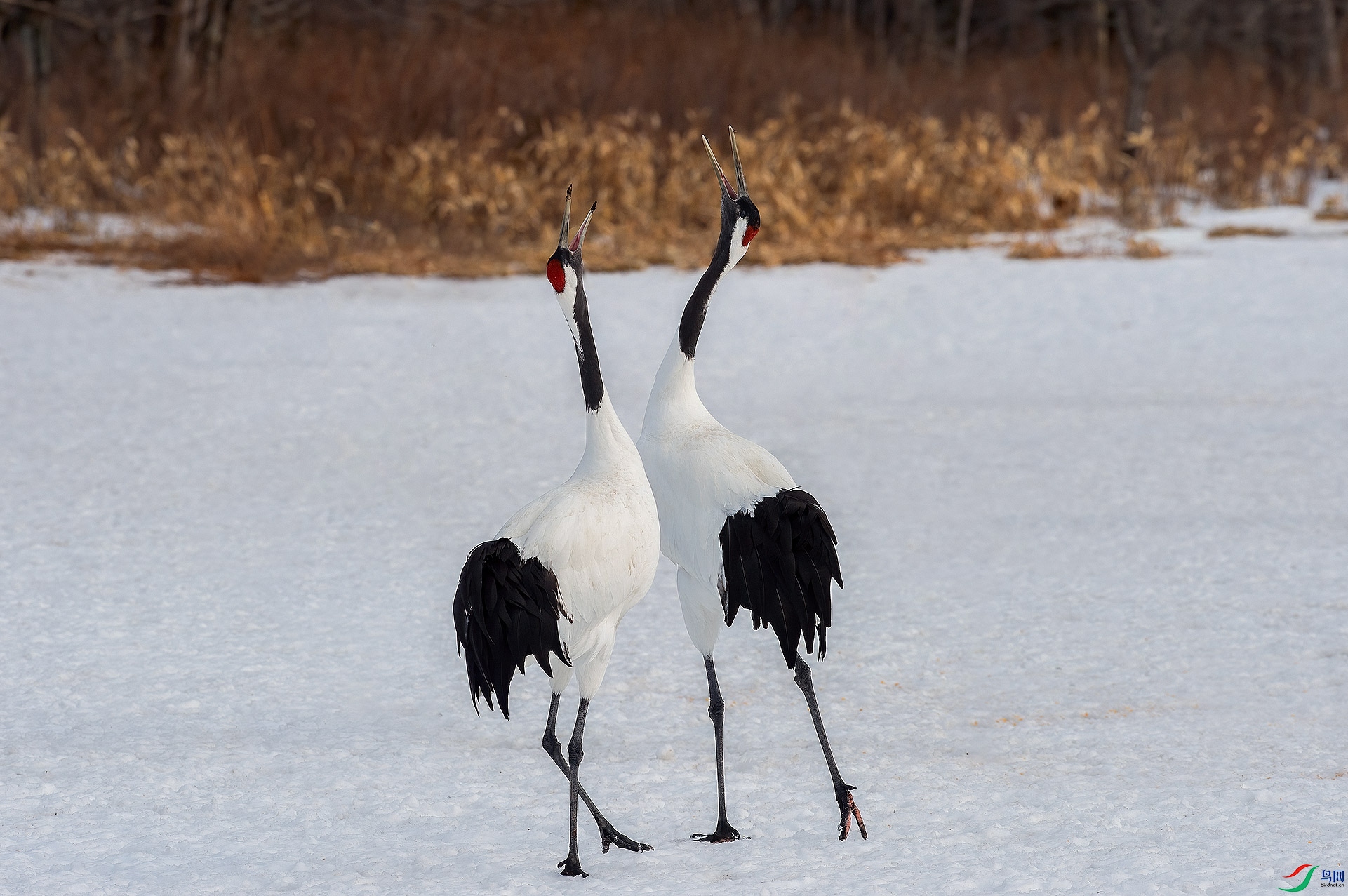 DSC_8676.jpg
