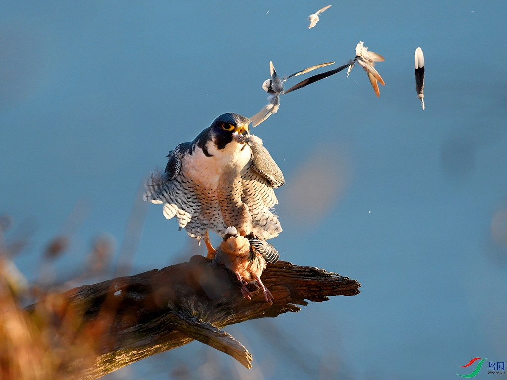 DSC_8206 - ����.JPG