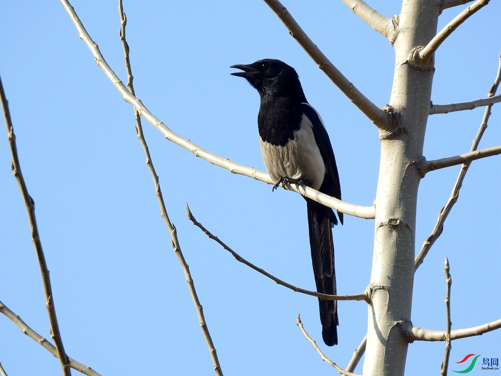 喜鹊