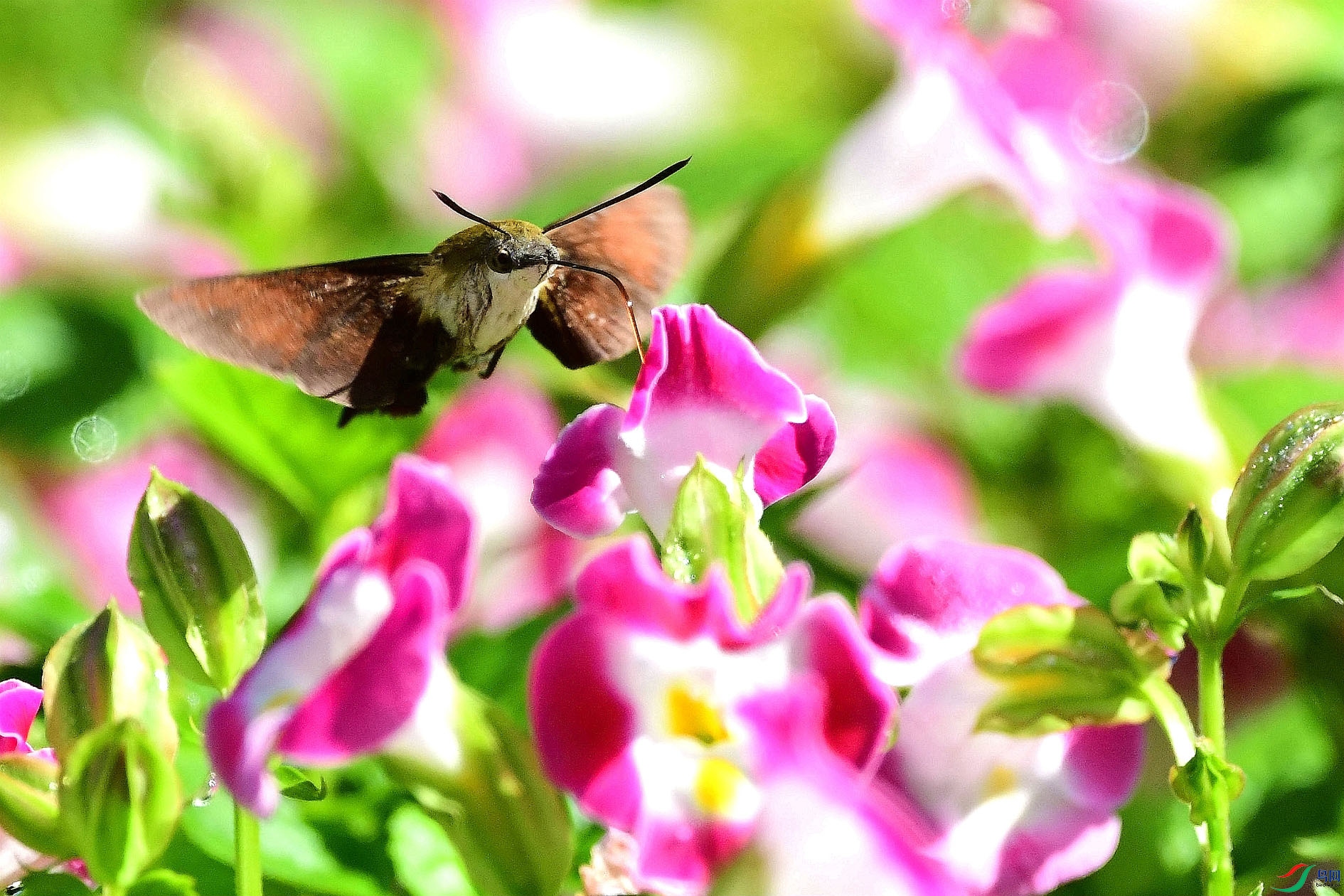 DSC_8090_����.jpg