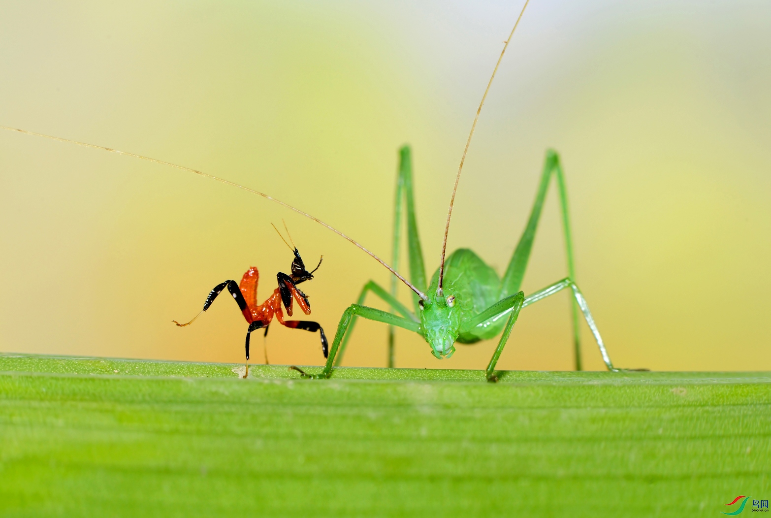 DSC_2125 ��������.jpg