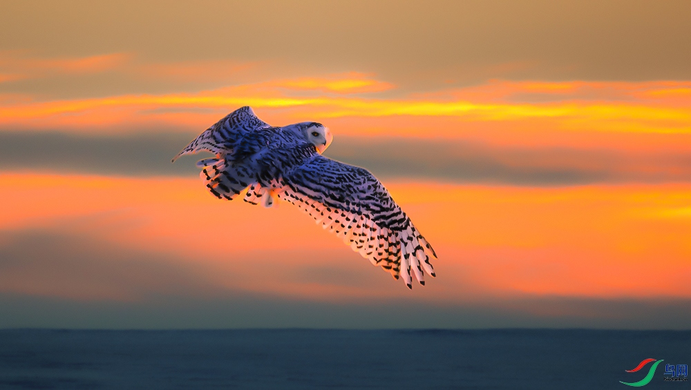_DSC2486==6x.jpg