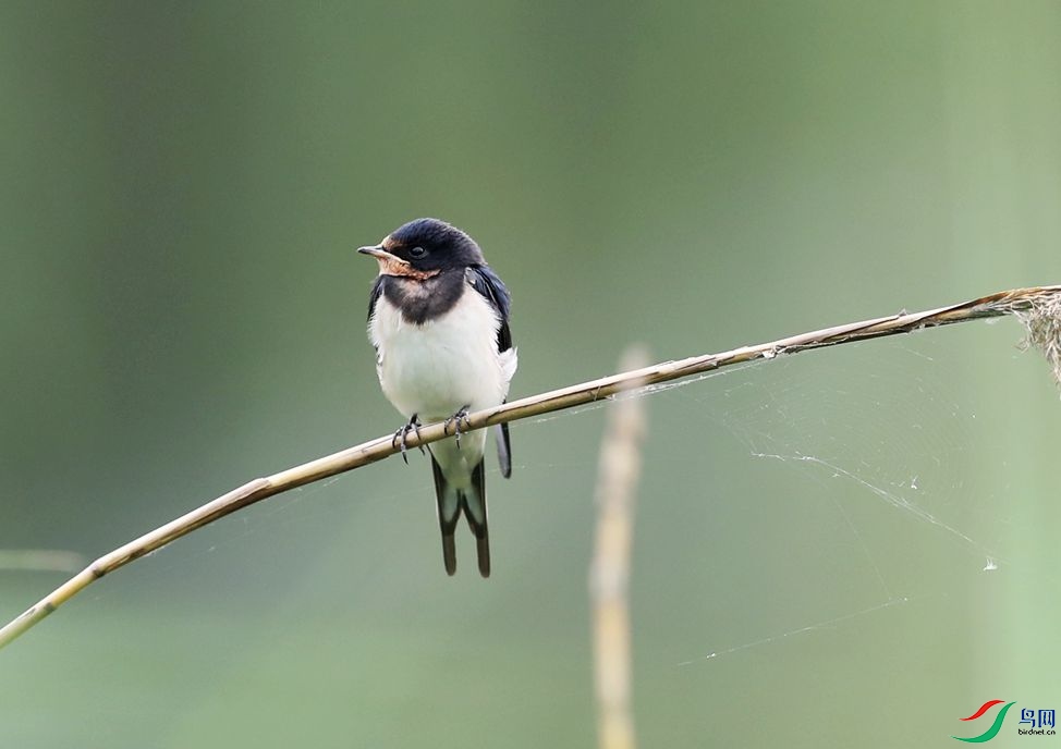 ���� С����1.jpg