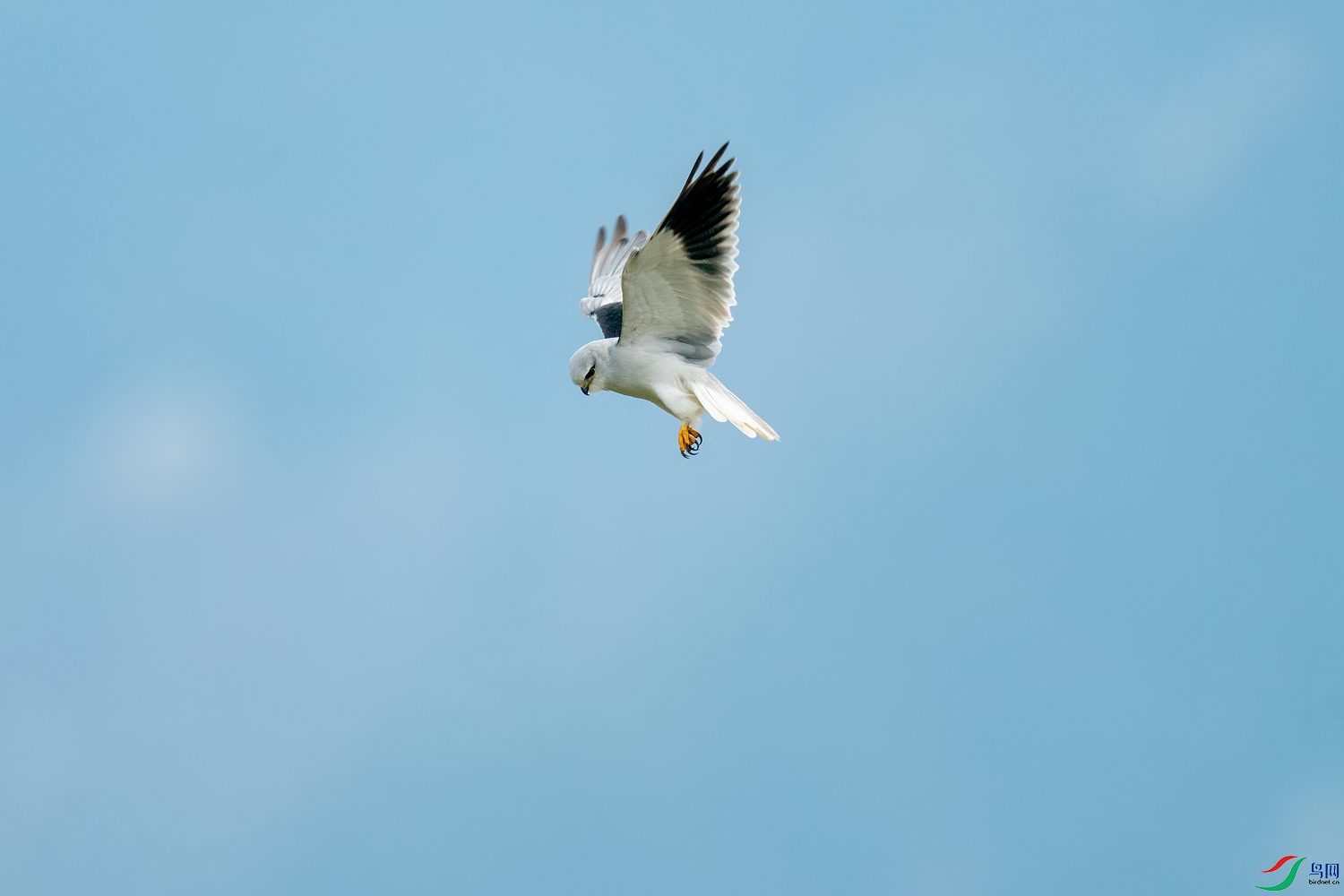 A9D03319a.jpg