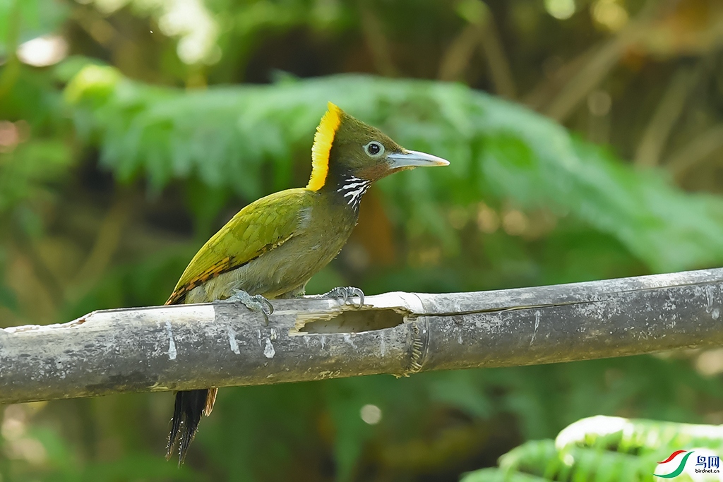 DSC_2455_DxOaxx.jpg
