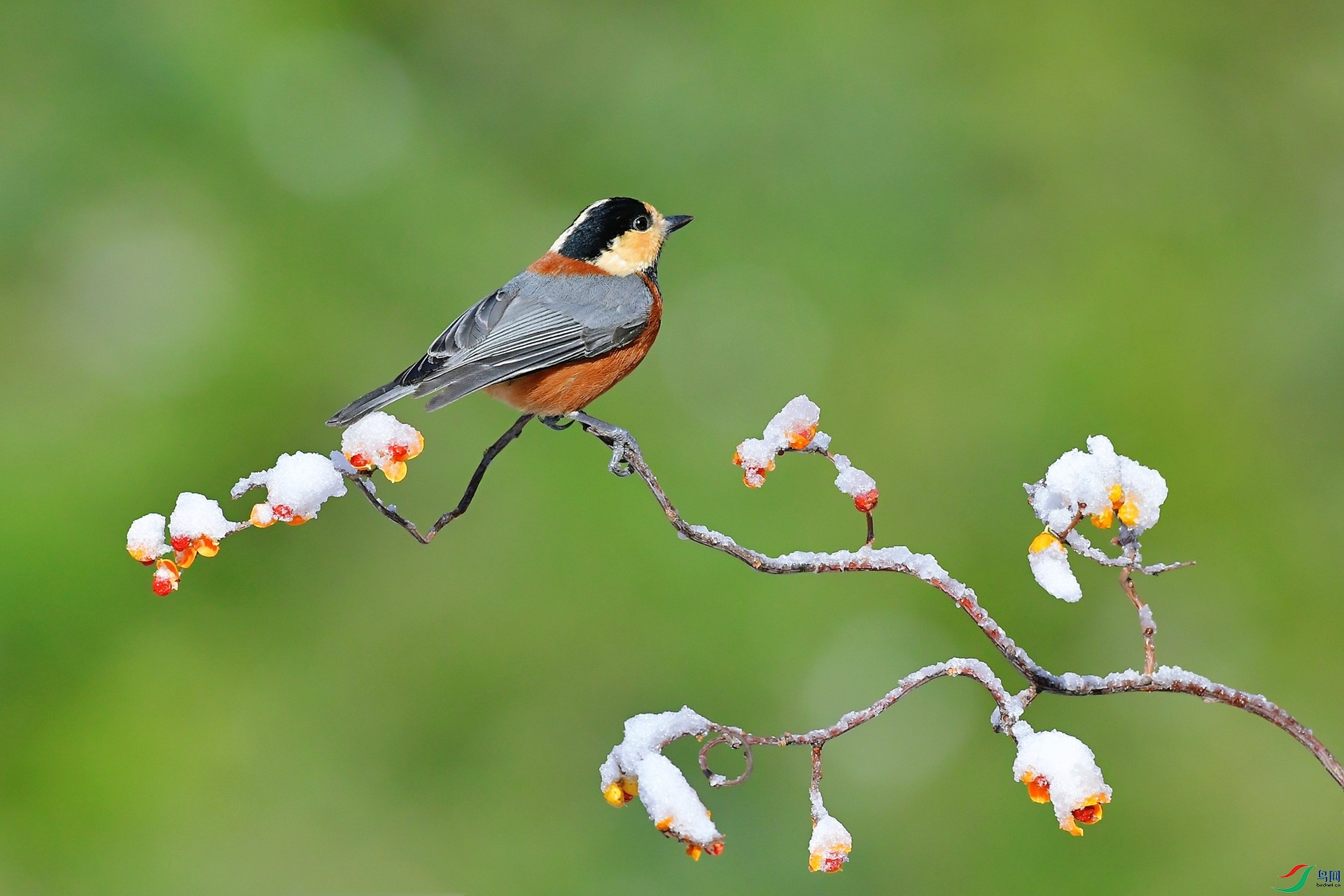 鸟落枝梢看春来