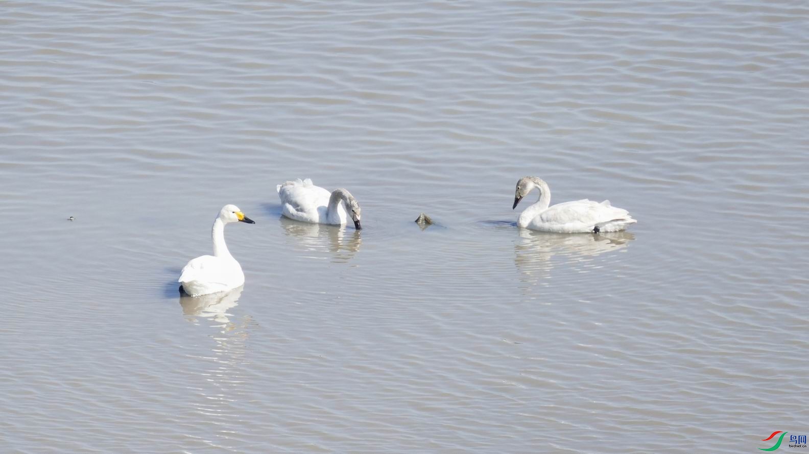 ������С P1120582.JPG