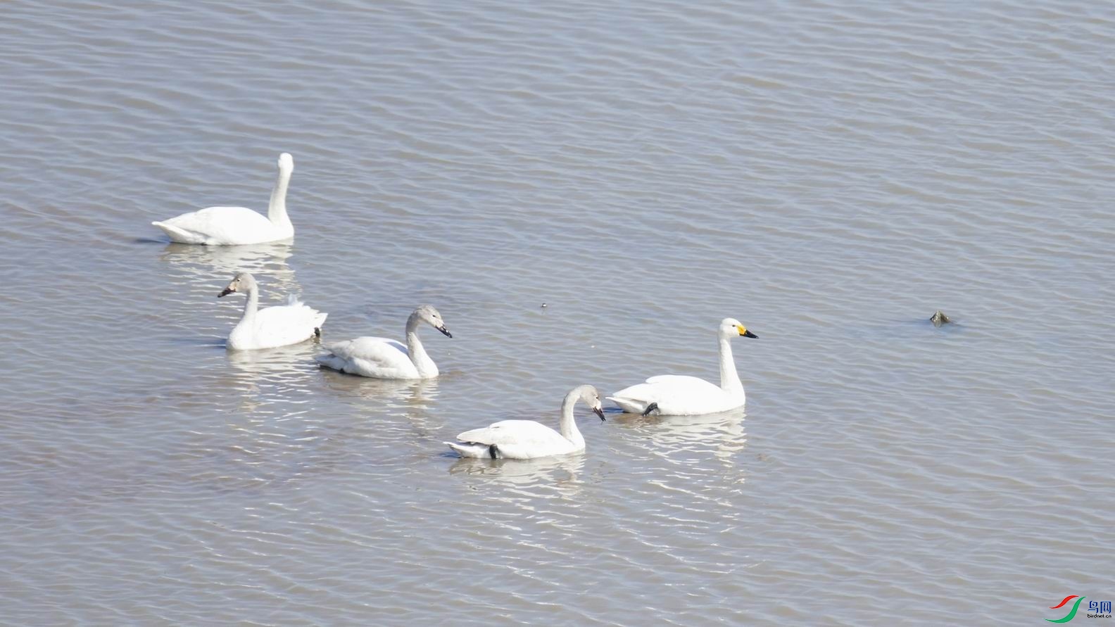 ������С P1120492.JPG