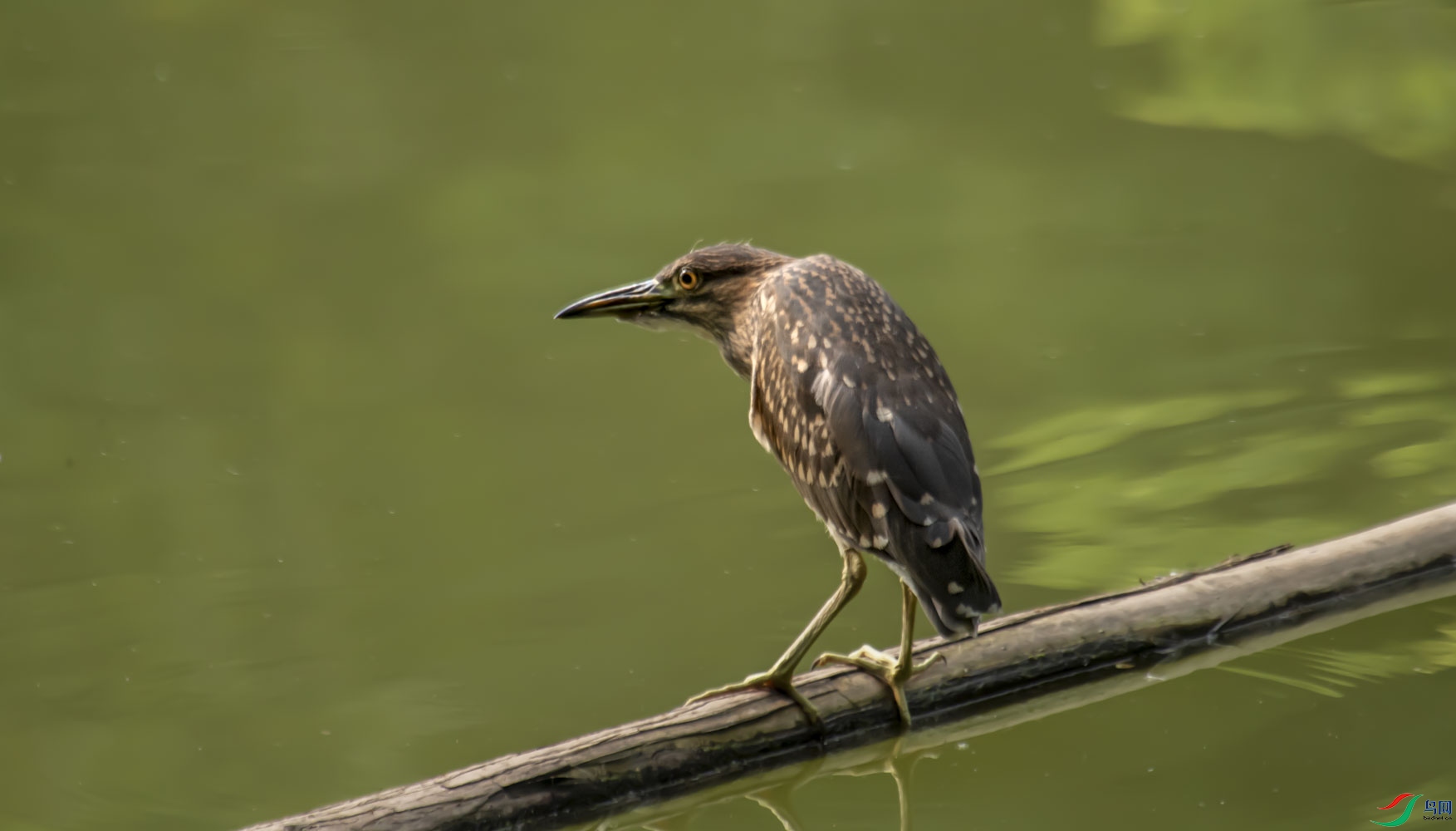 DSC_4799.JPG
