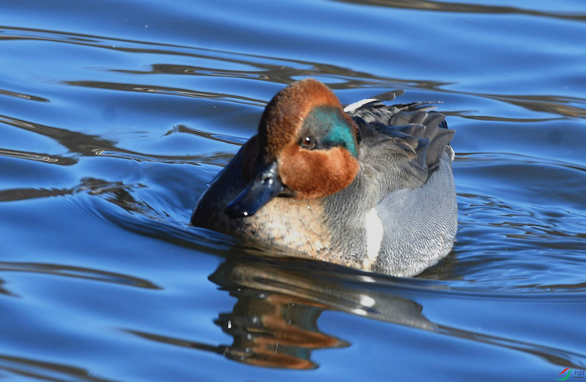 落单的美洲绿翅鸭恭贺老师佳作荣获图文精华