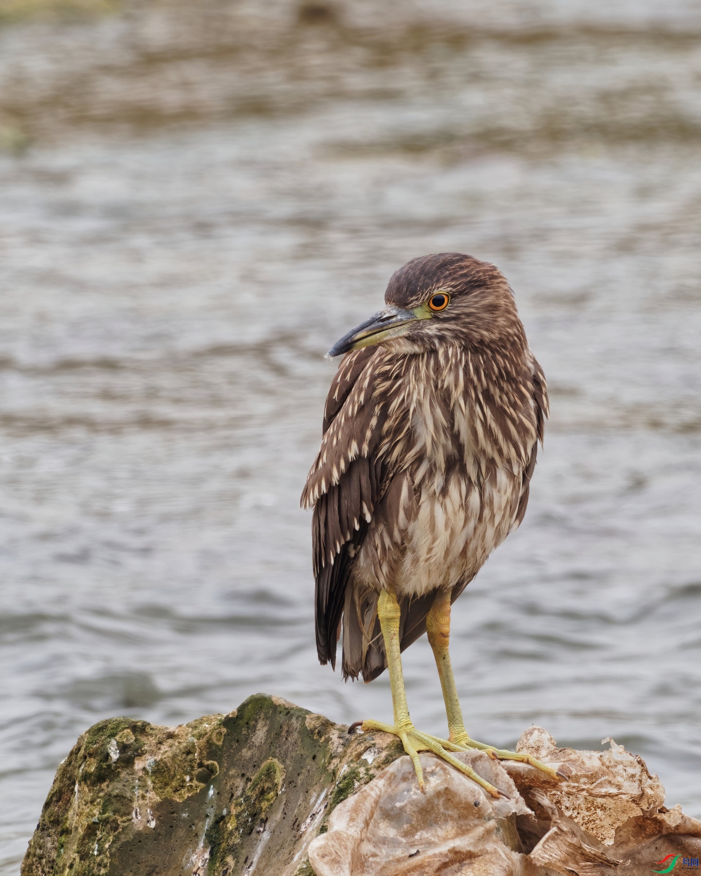 PC160242_DxO-d2.jpg
