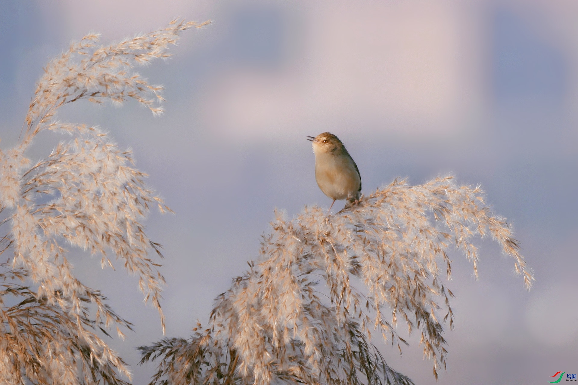 2021012.�������ƶ���