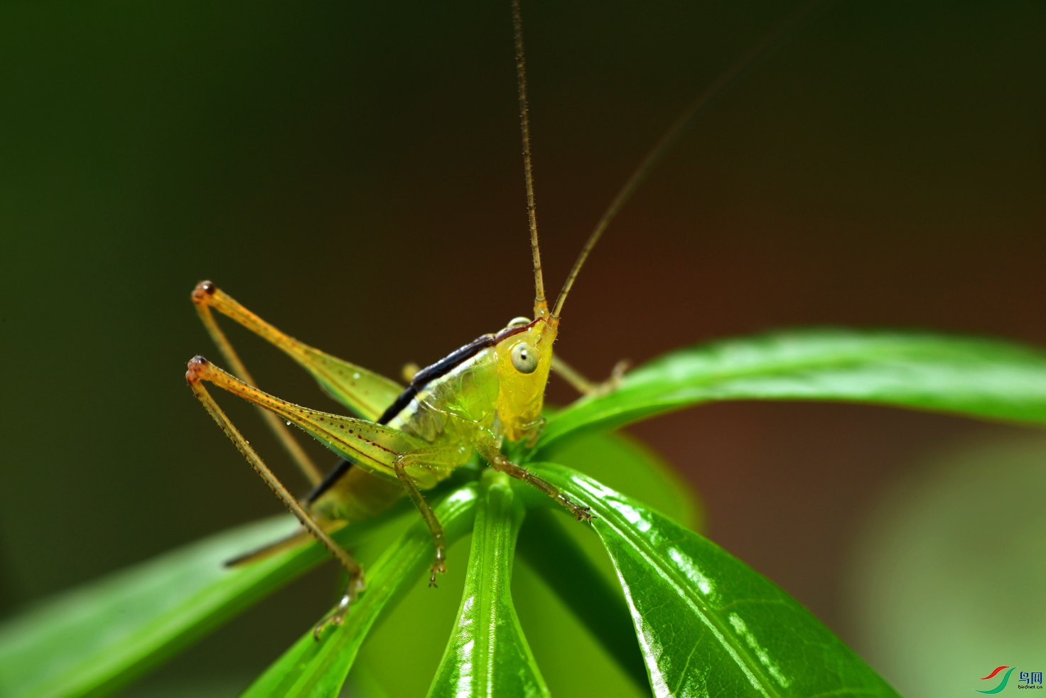 螽斯贺获首页精华