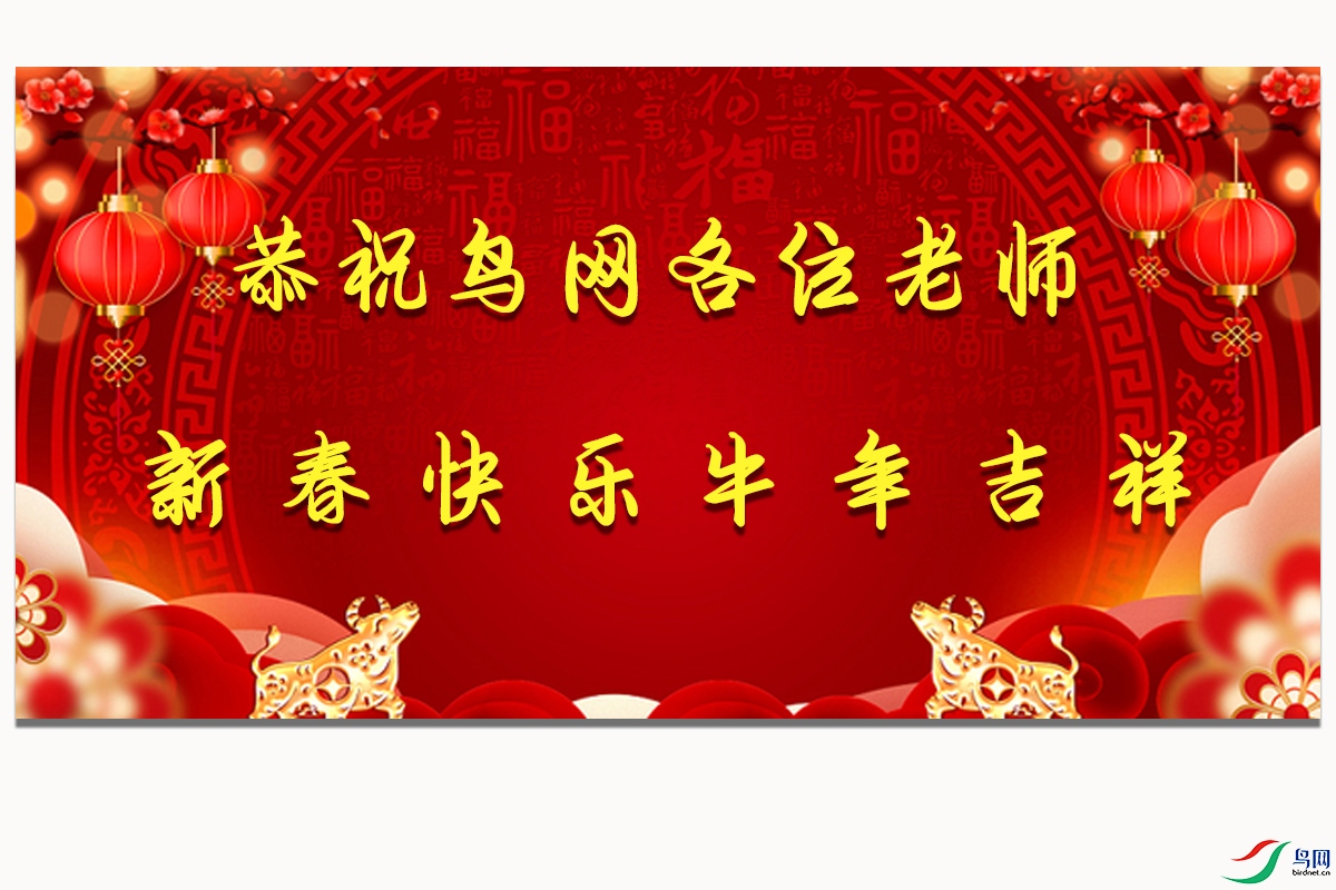 恭贺新春 喜迎新年