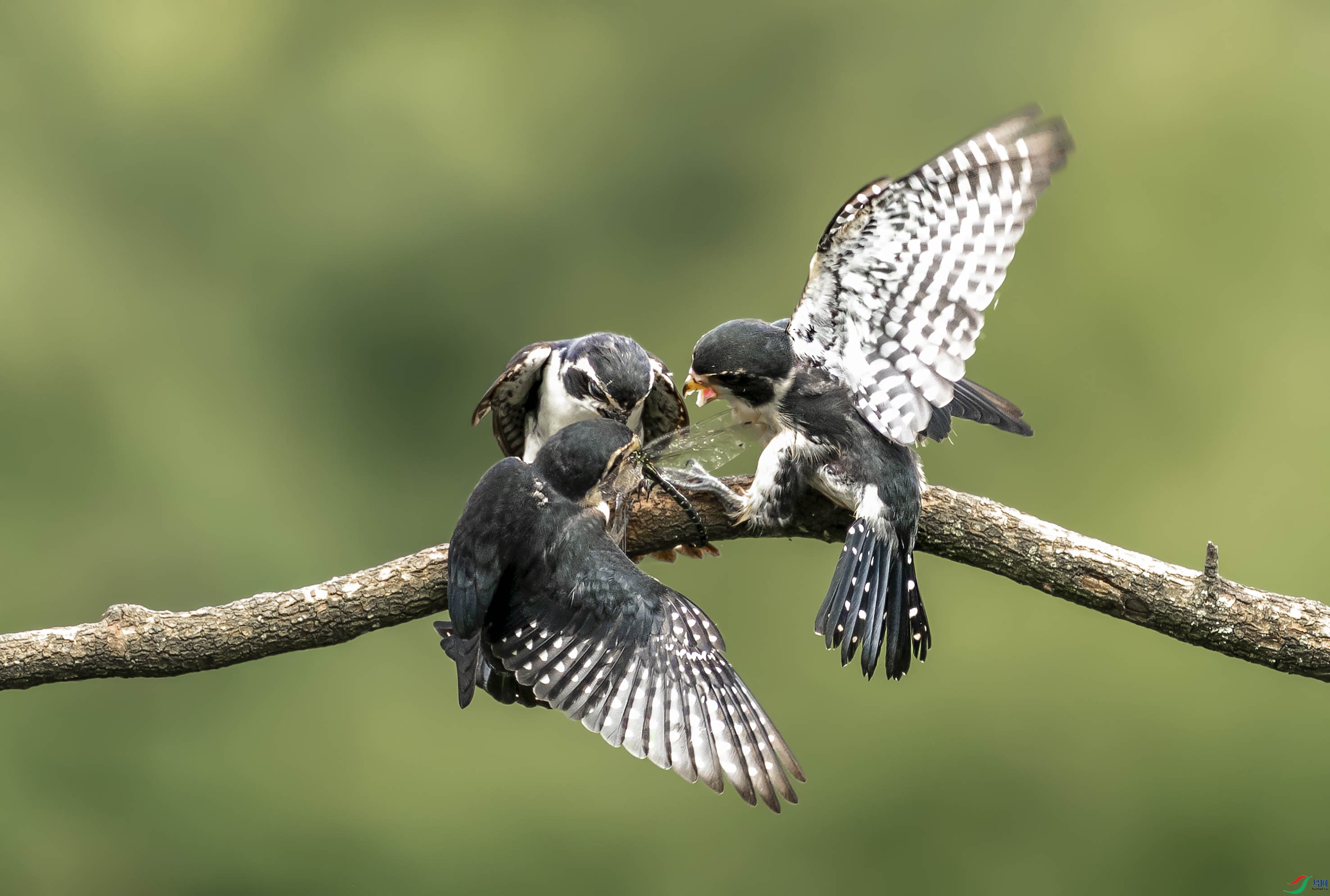 DSC_0262add.jpg