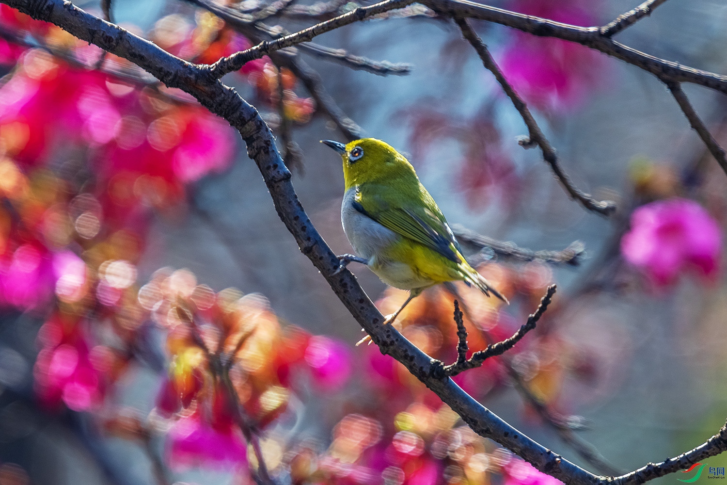 DSC_6564-2.jpg