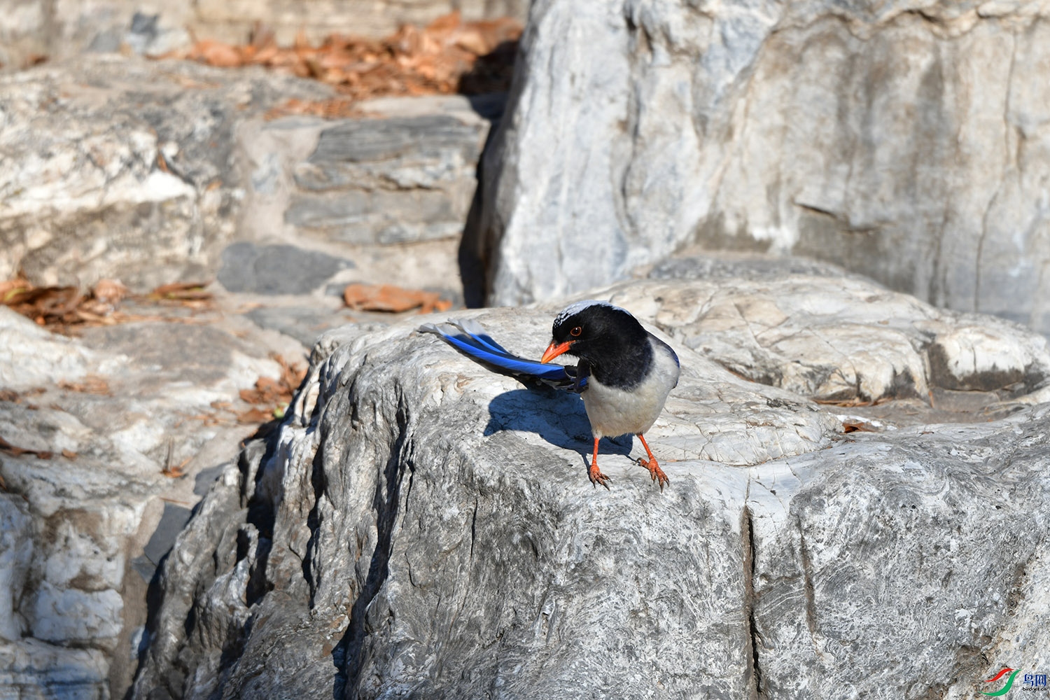 DSC_7596.jpg
