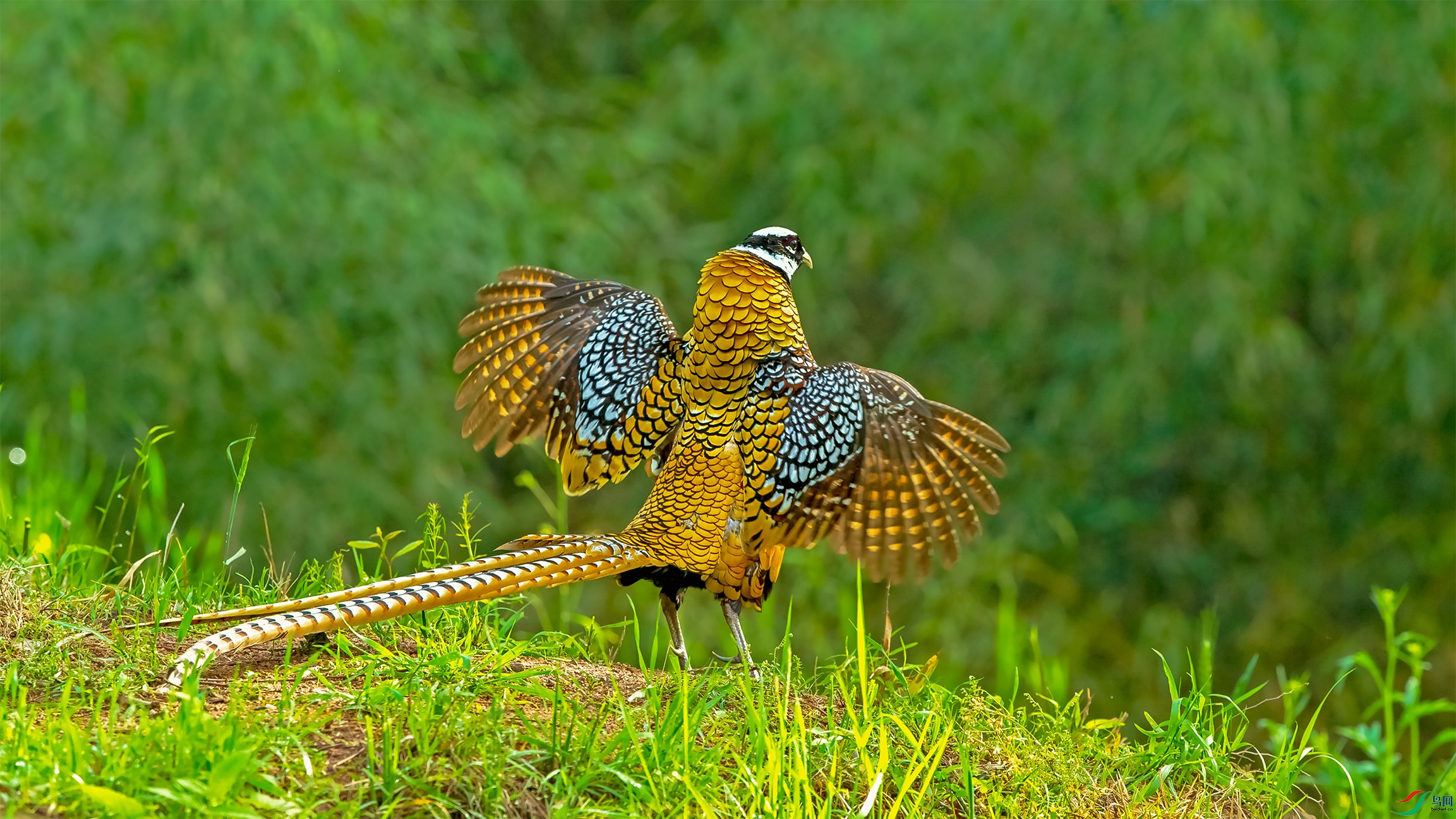 秀花背白冠长尾雉