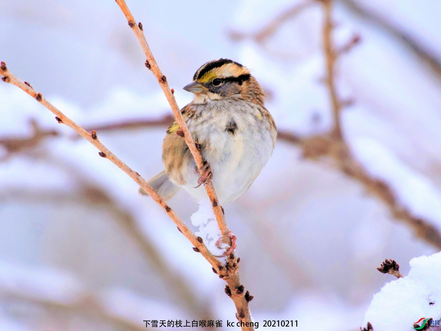 下雪天的枝上白喉麻雀