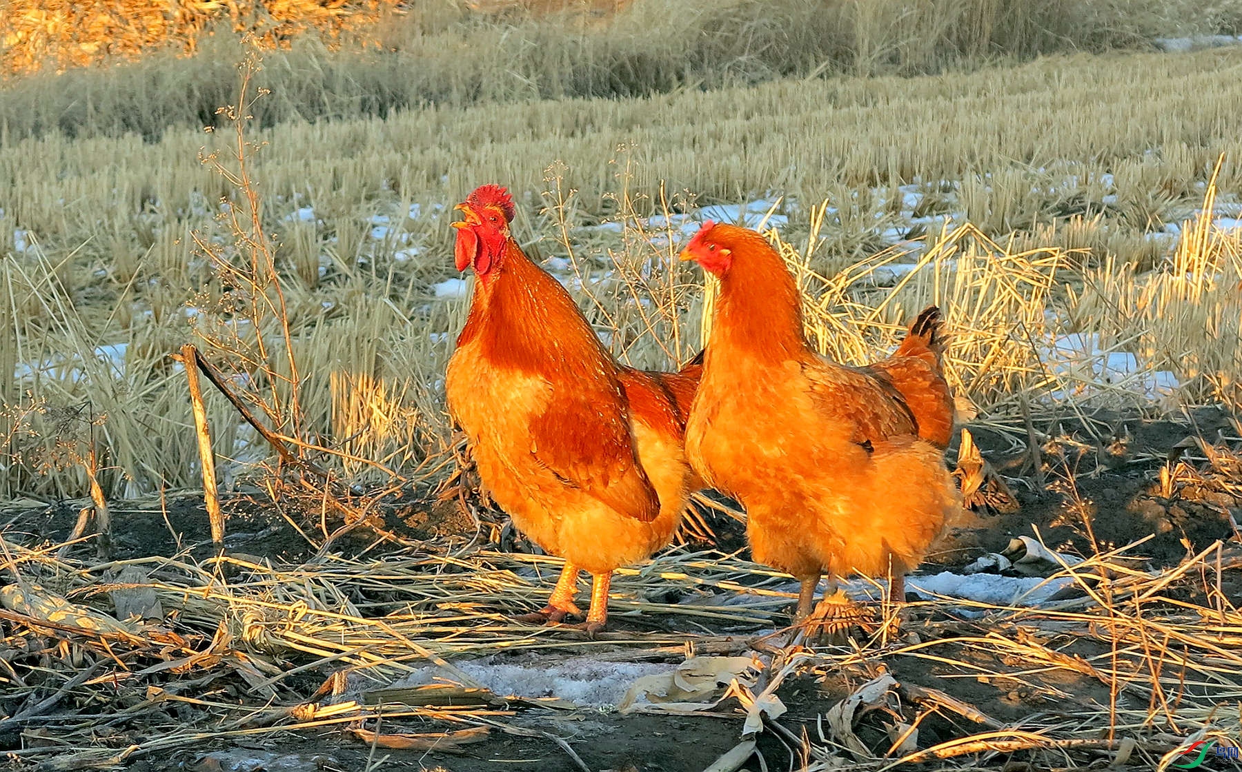 关东年俗文化——正月初一/鸡日