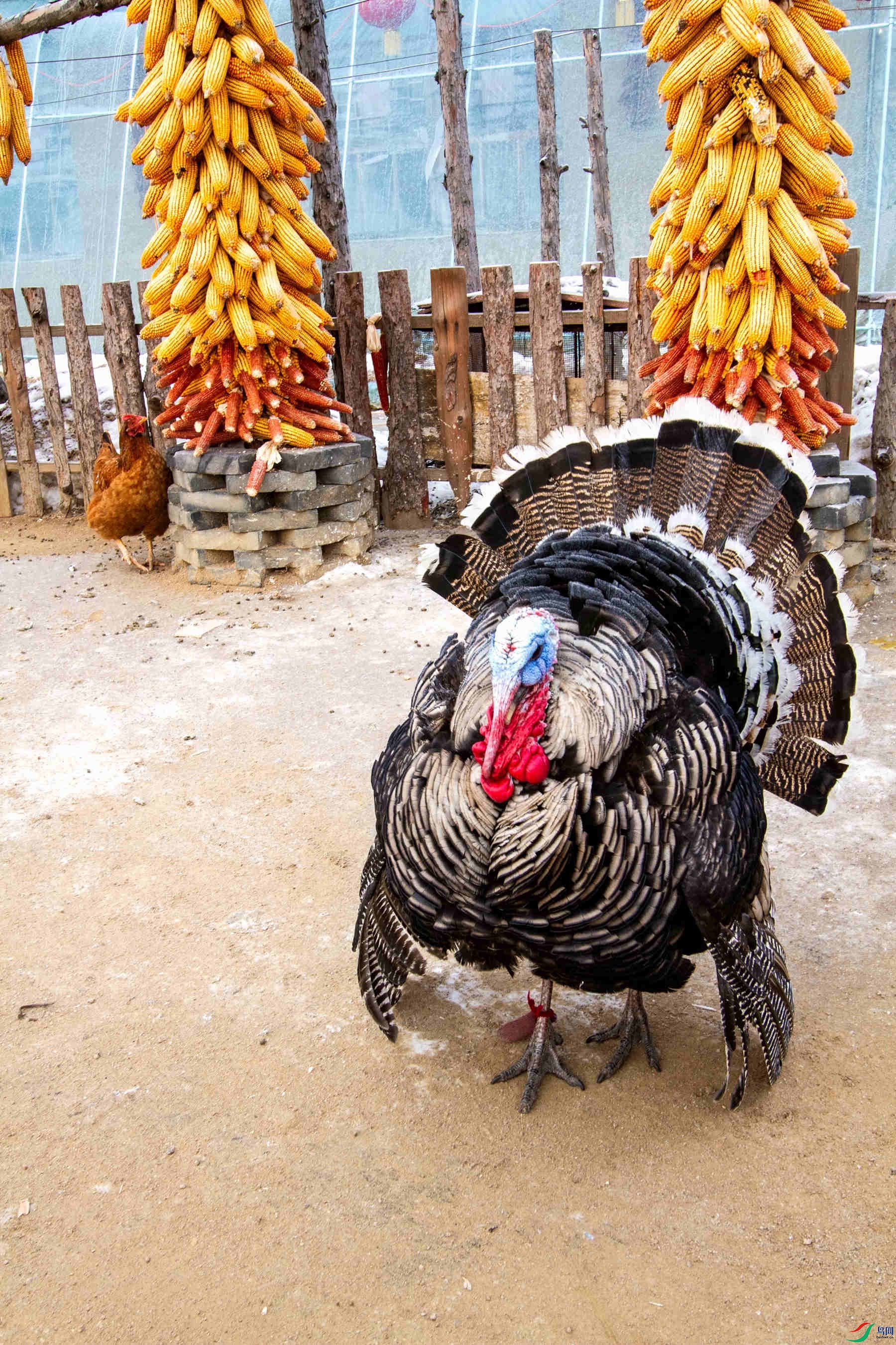 关东年俗文化——正月初一/鸡日