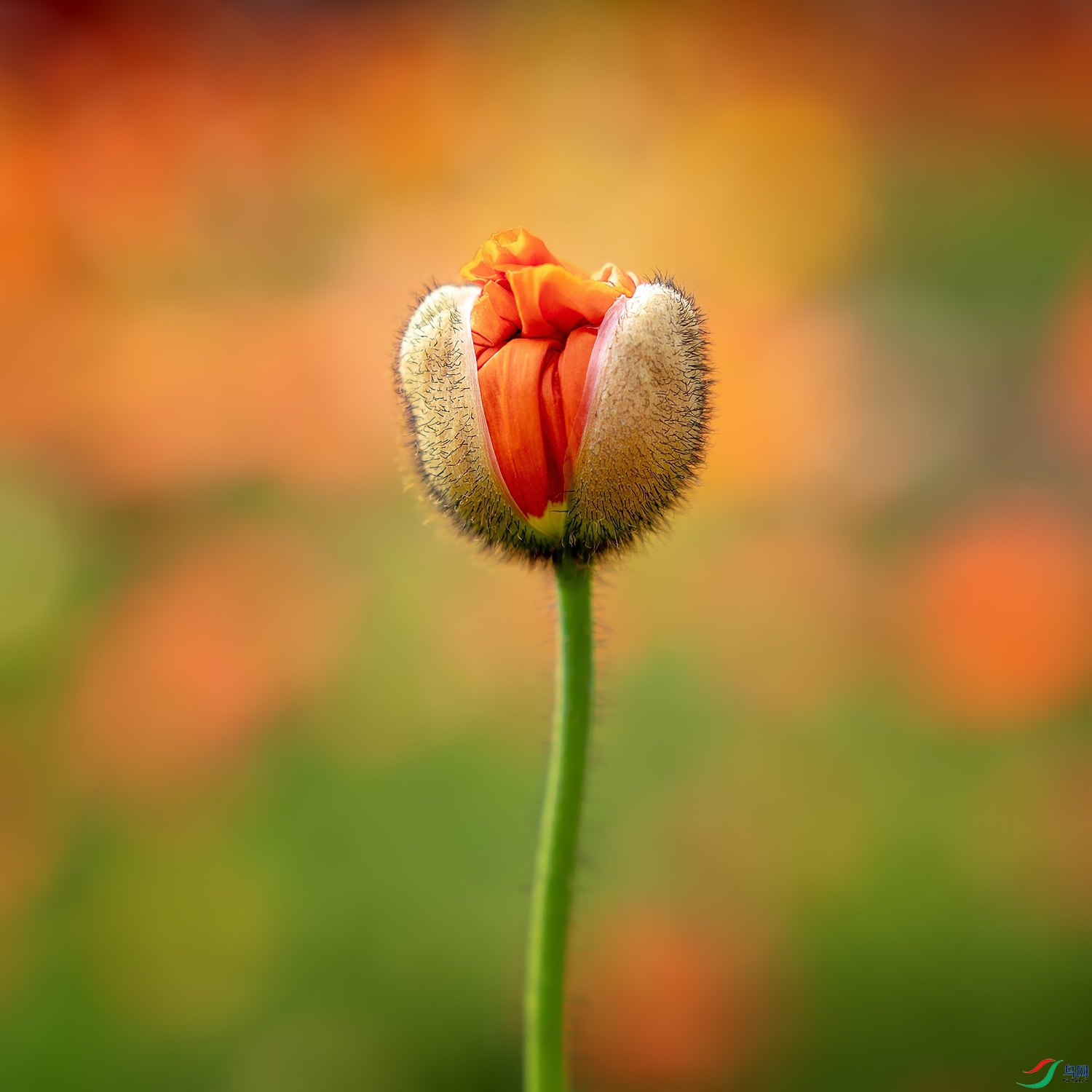 DZ_09725a.jpg