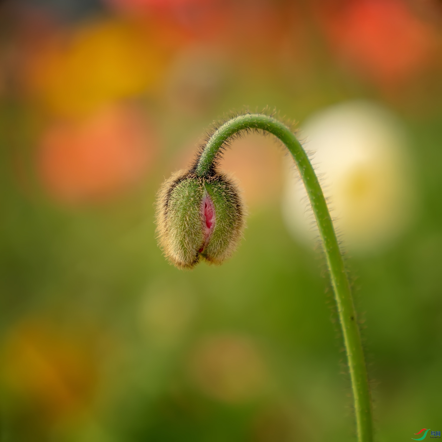 DZ_09707a.jpg