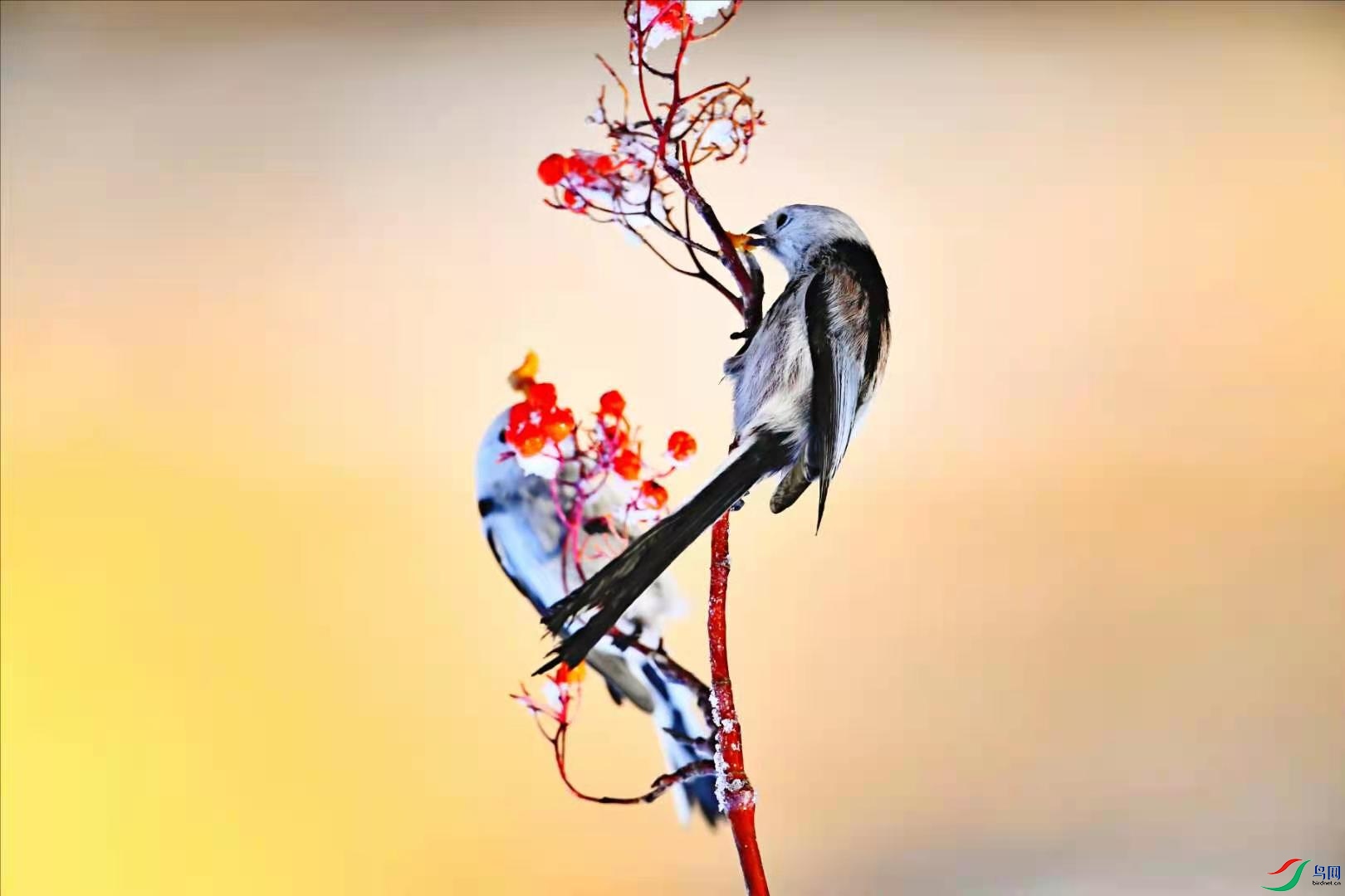 d741e4d9f68cc2c4a36cd3f22a84ade.jpg