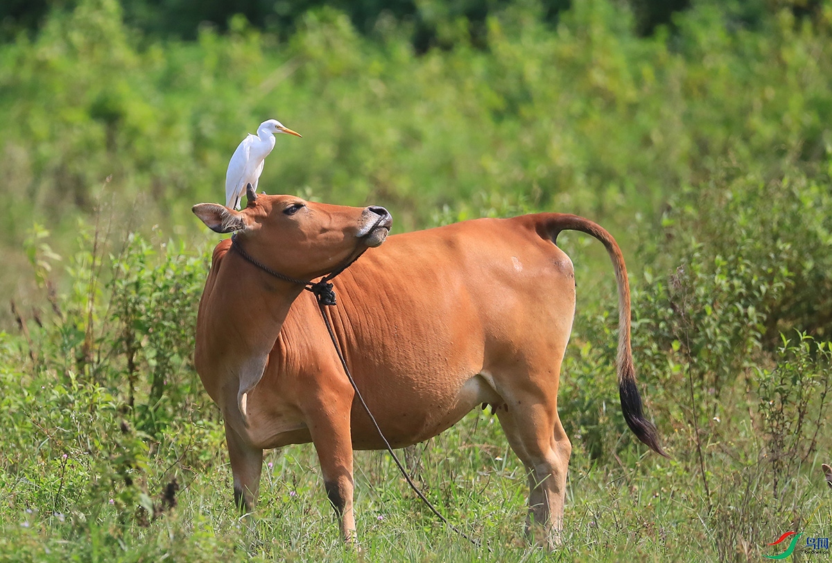 牛与鸟