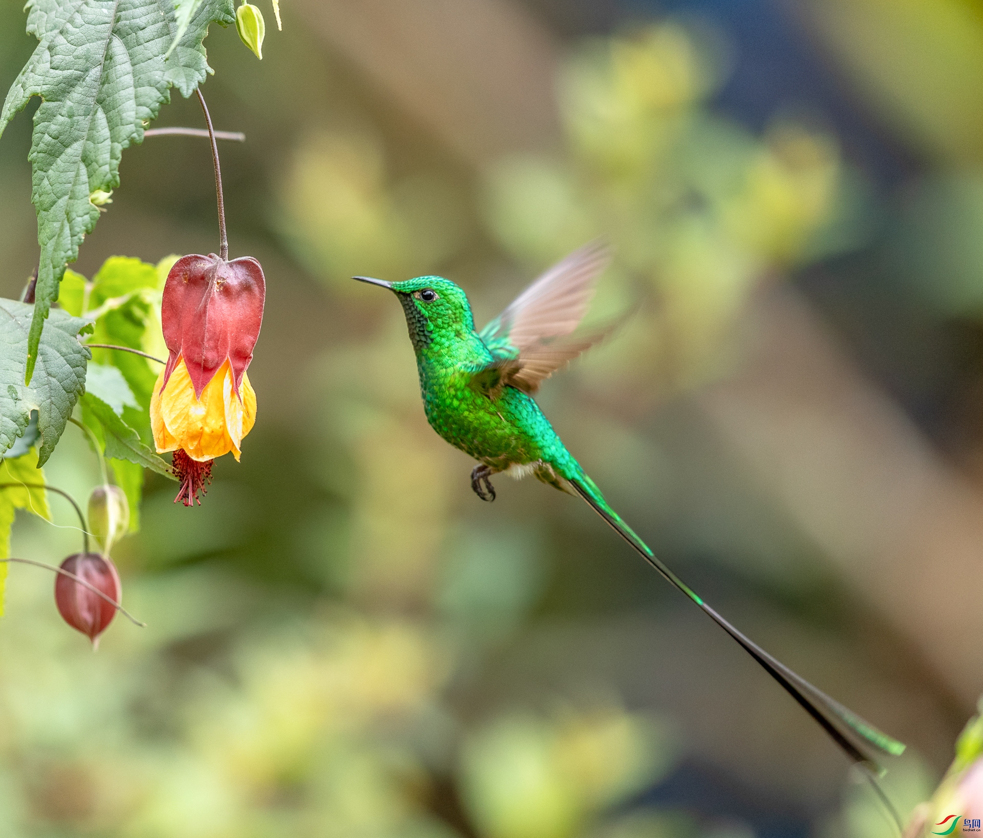 [林鸟] 新年好——长尾蜂鸟--- (祝贺老师佳作荣获vip综合精华)