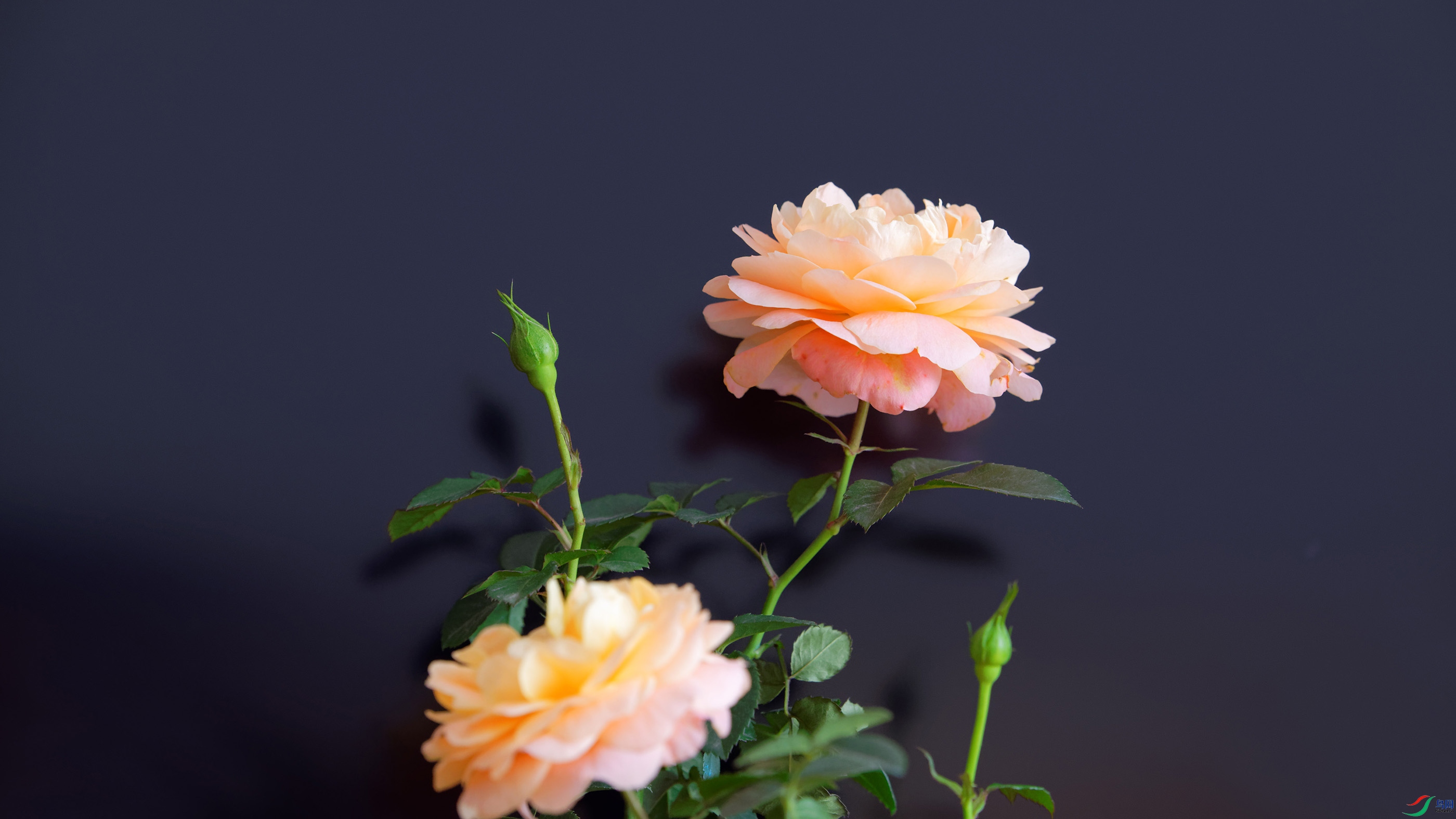 DSC_4781_DxO.jpg