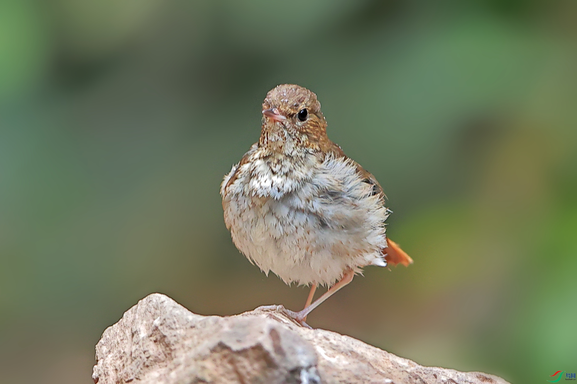 不起眼的红尾歌鸲