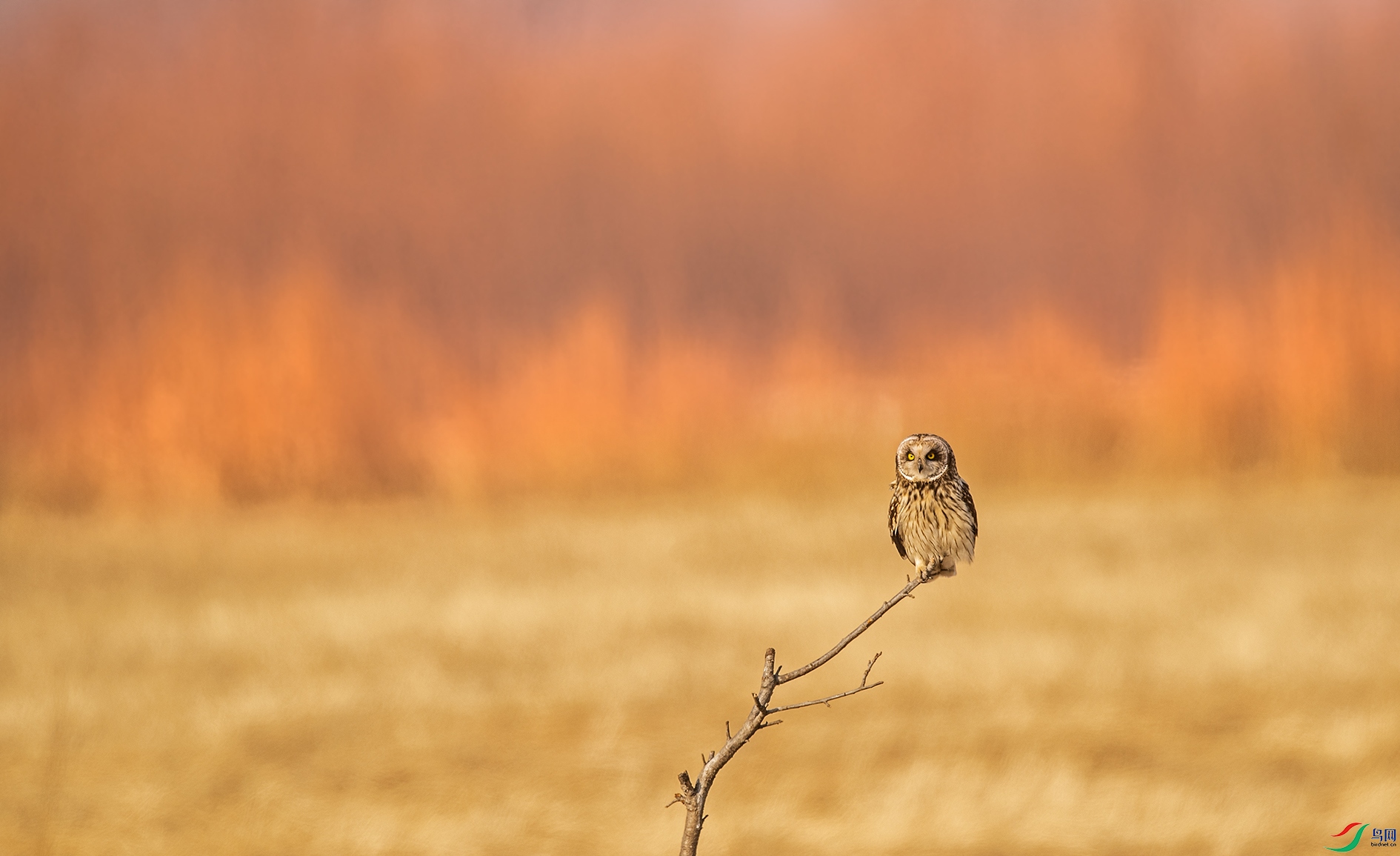 DSC_7101.jpg