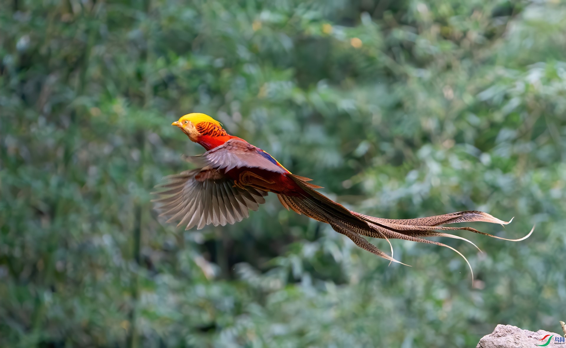 DSC00115-denoise-denoise-denoise-clear.jpg