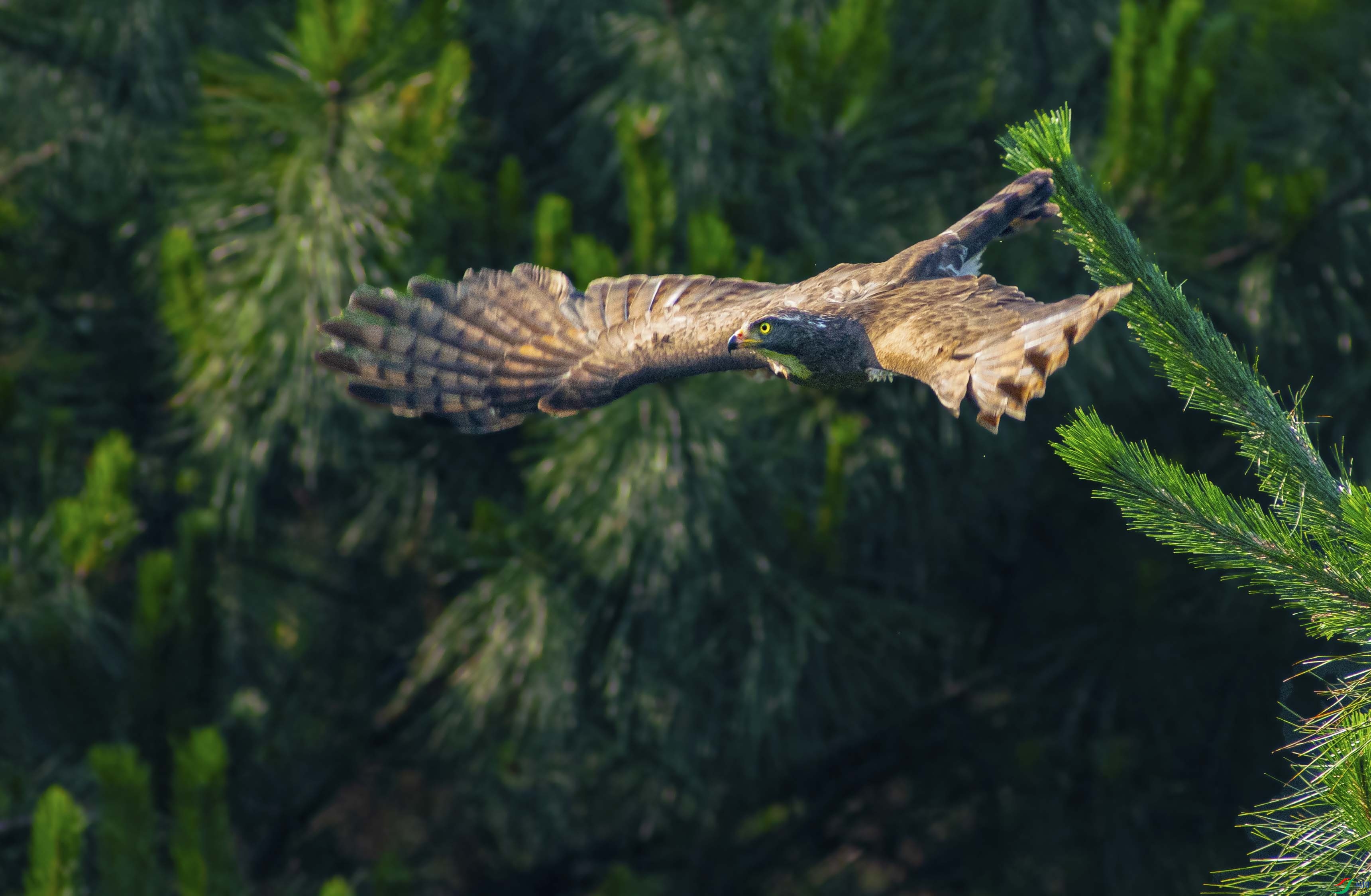 滑翔的灰脸鵟鹰