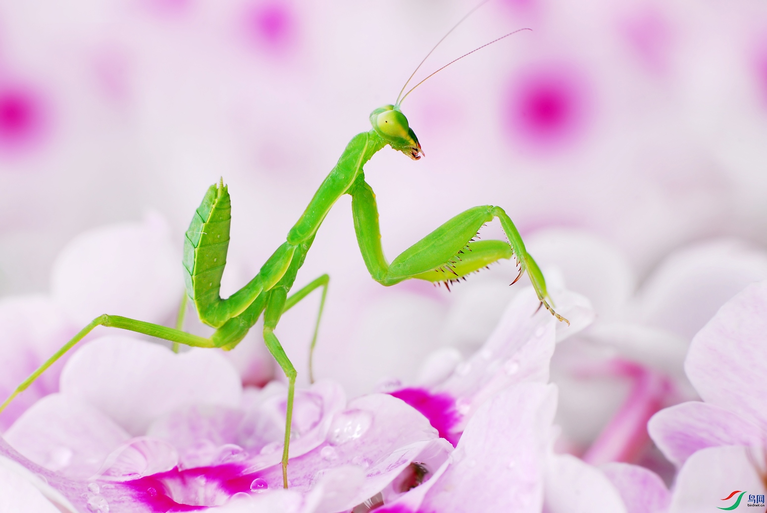 绿 螳螂~~【贺获首页精华】